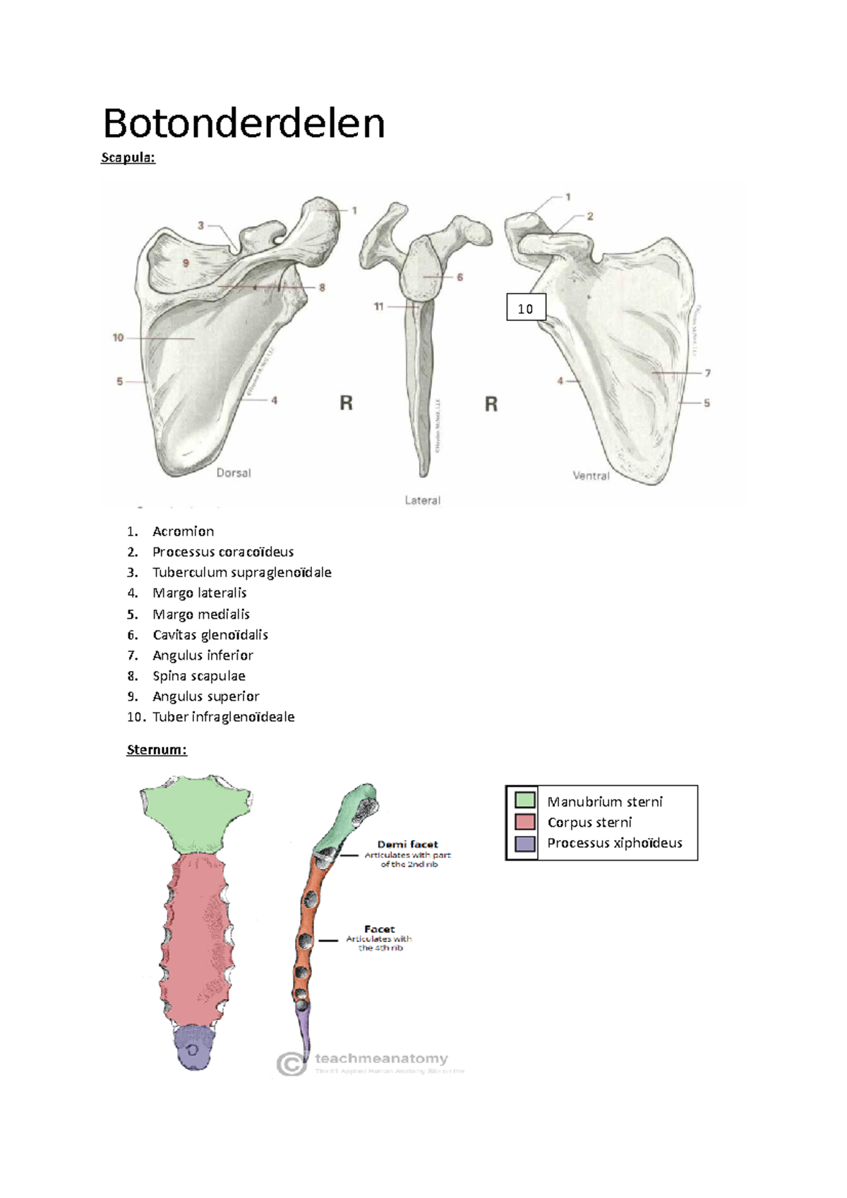 Bewegingsapparaat Samenvatting ALO Botonderdelen Scapula Acromion