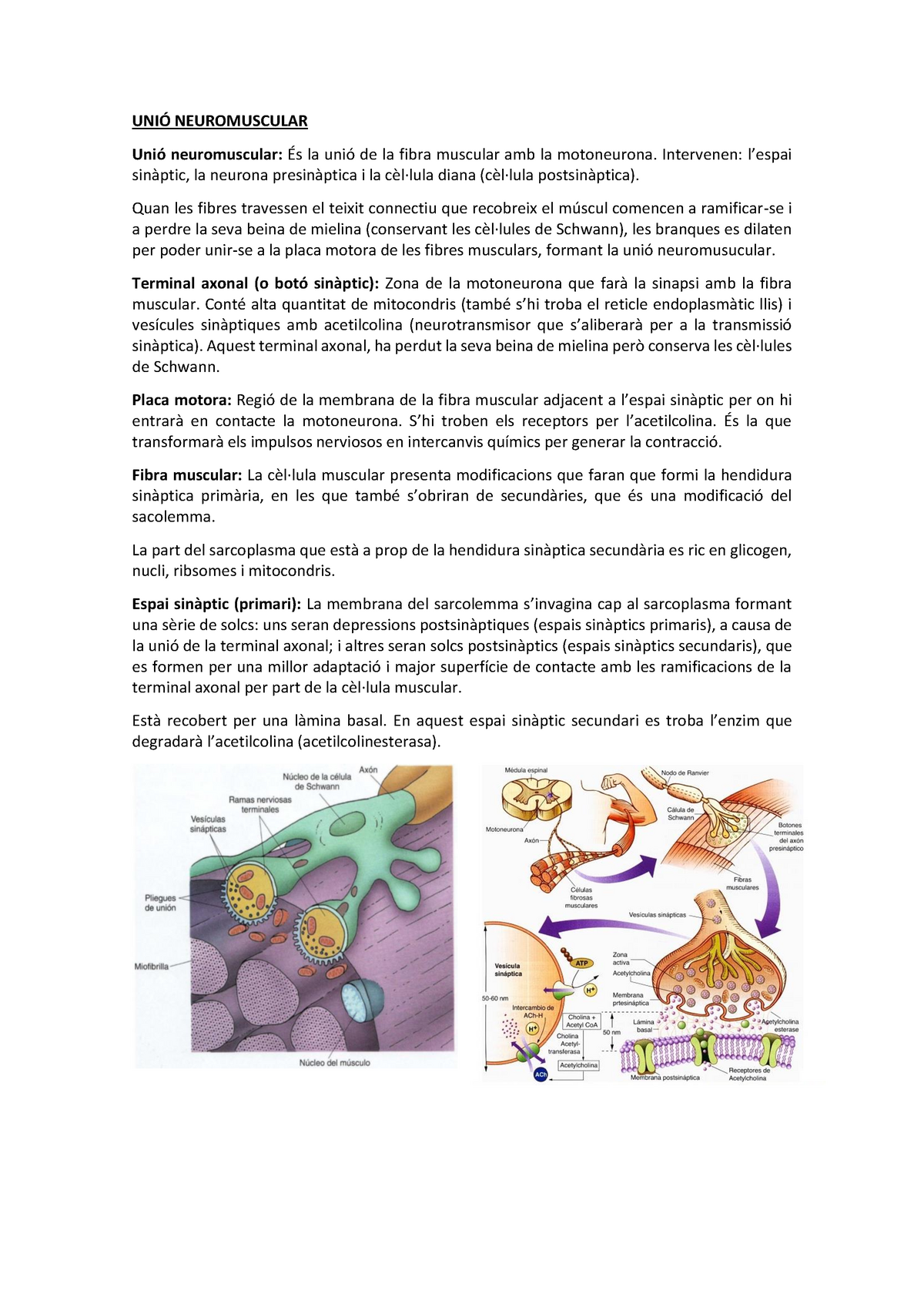 ABP 5 - Unió Neuromuscular - UNIÓ NEUROMUSCULAR Unió Neuromuscular: És ...