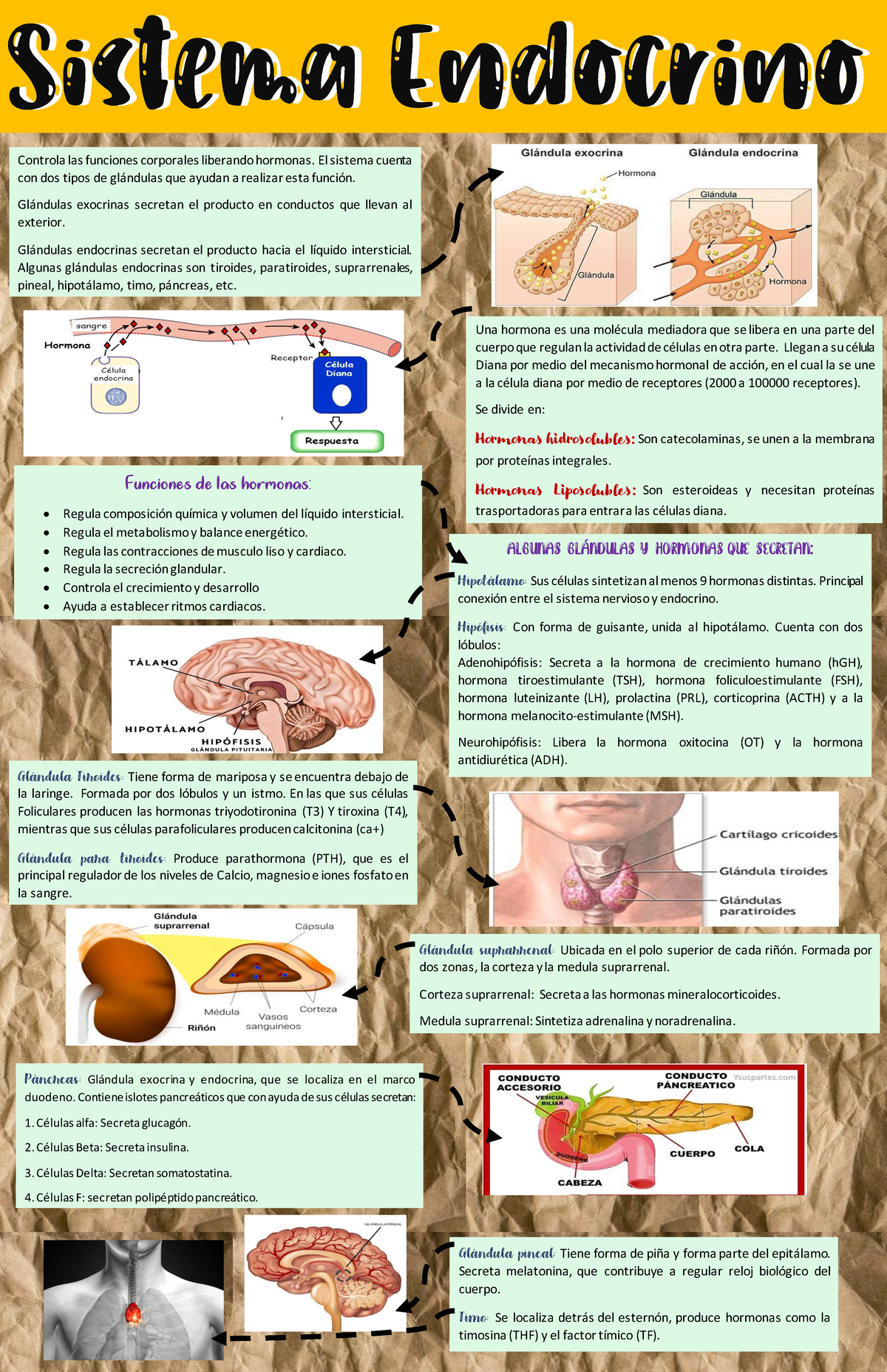 tabla de funciones del sistema endocrino