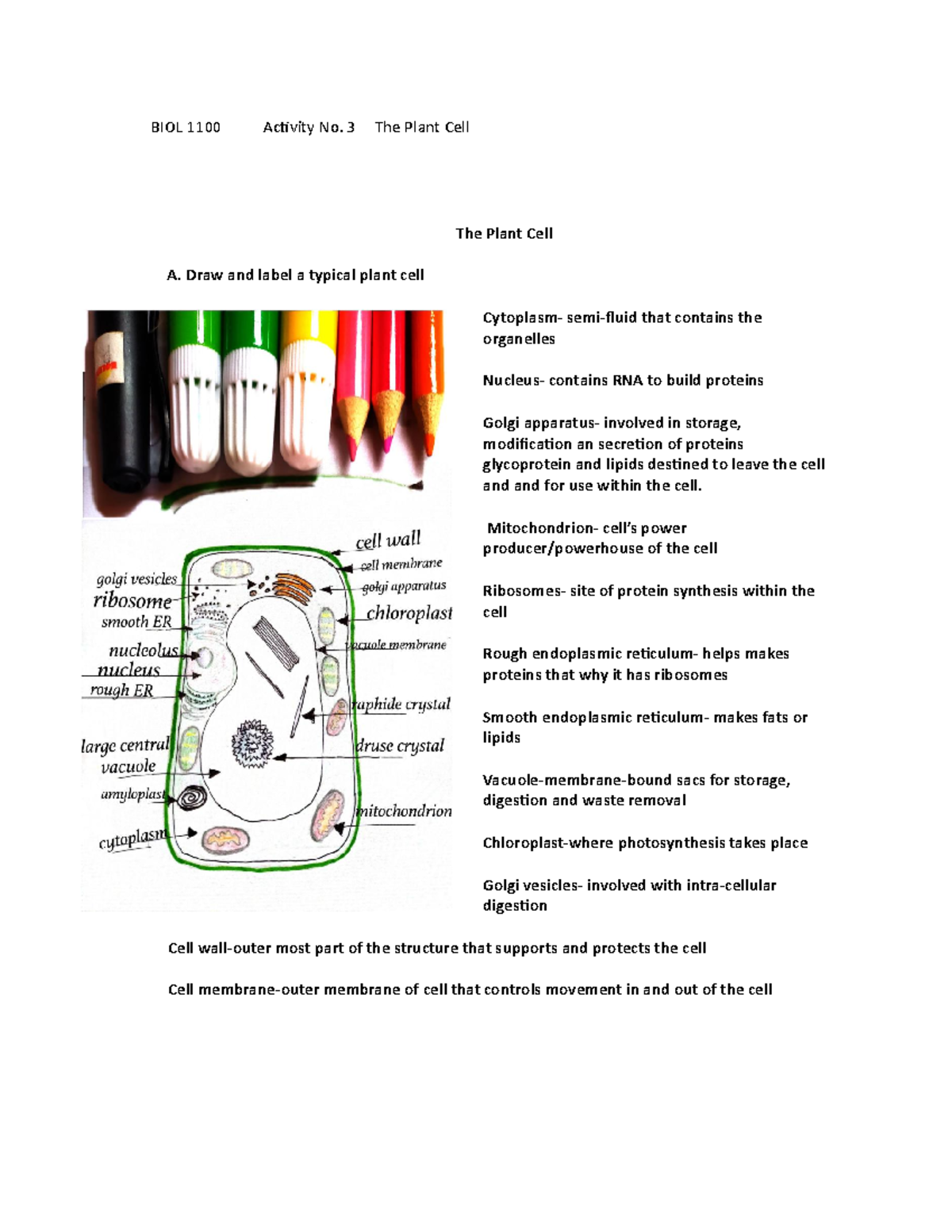 Act 3 The Plant Cell - Laboratory Report - The Plant Cell A and label a ...
