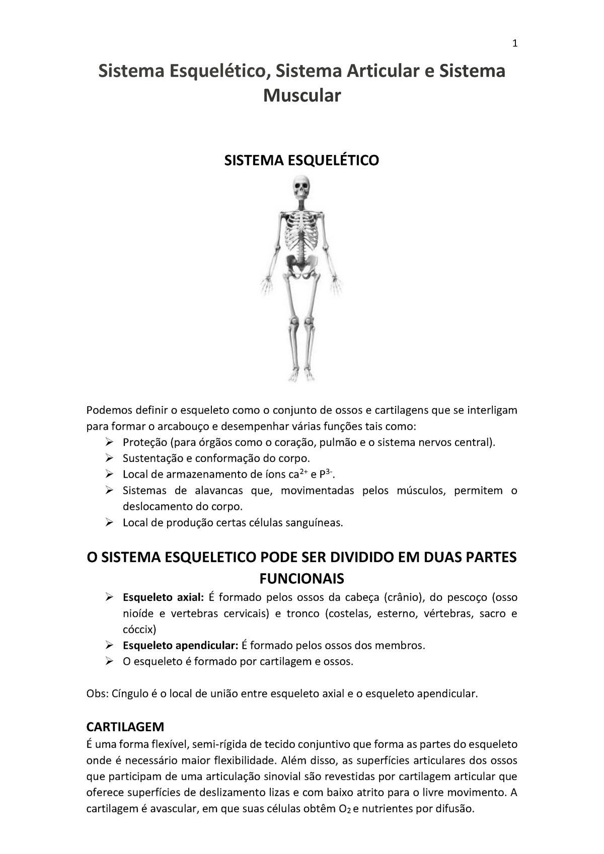 Sistema Esquelético – O que é, função e os ossos presentes no sistema