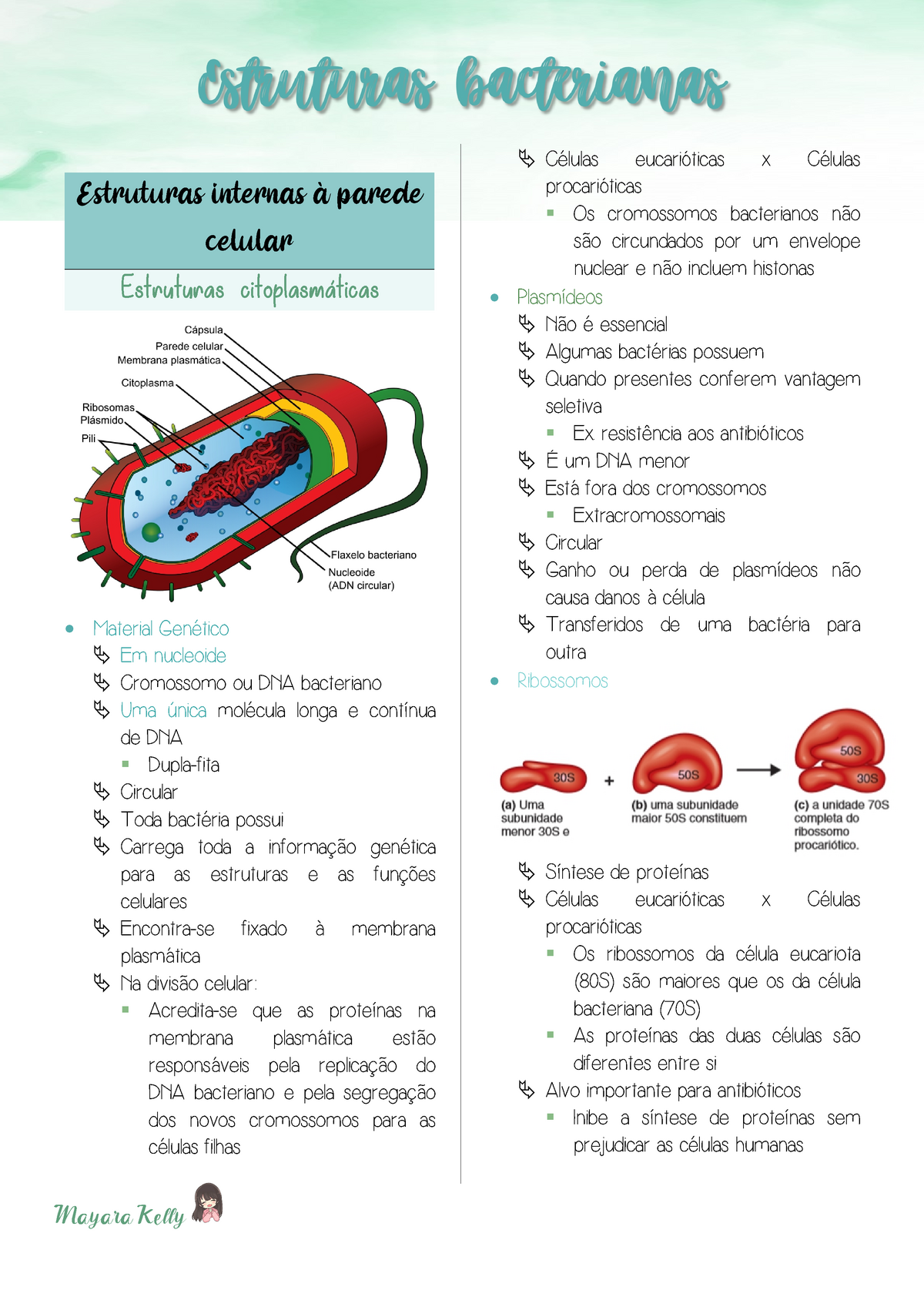 Estruturas Bacterianas - Estruturas Internas à Parede Celular ...