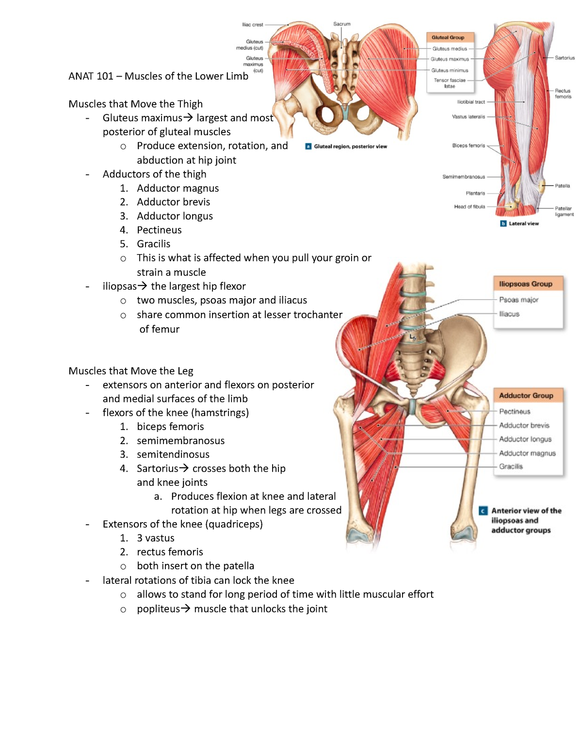 ANAT 101 – Muscles of the Lower Limb - Anat 101 - queensu - Studocu