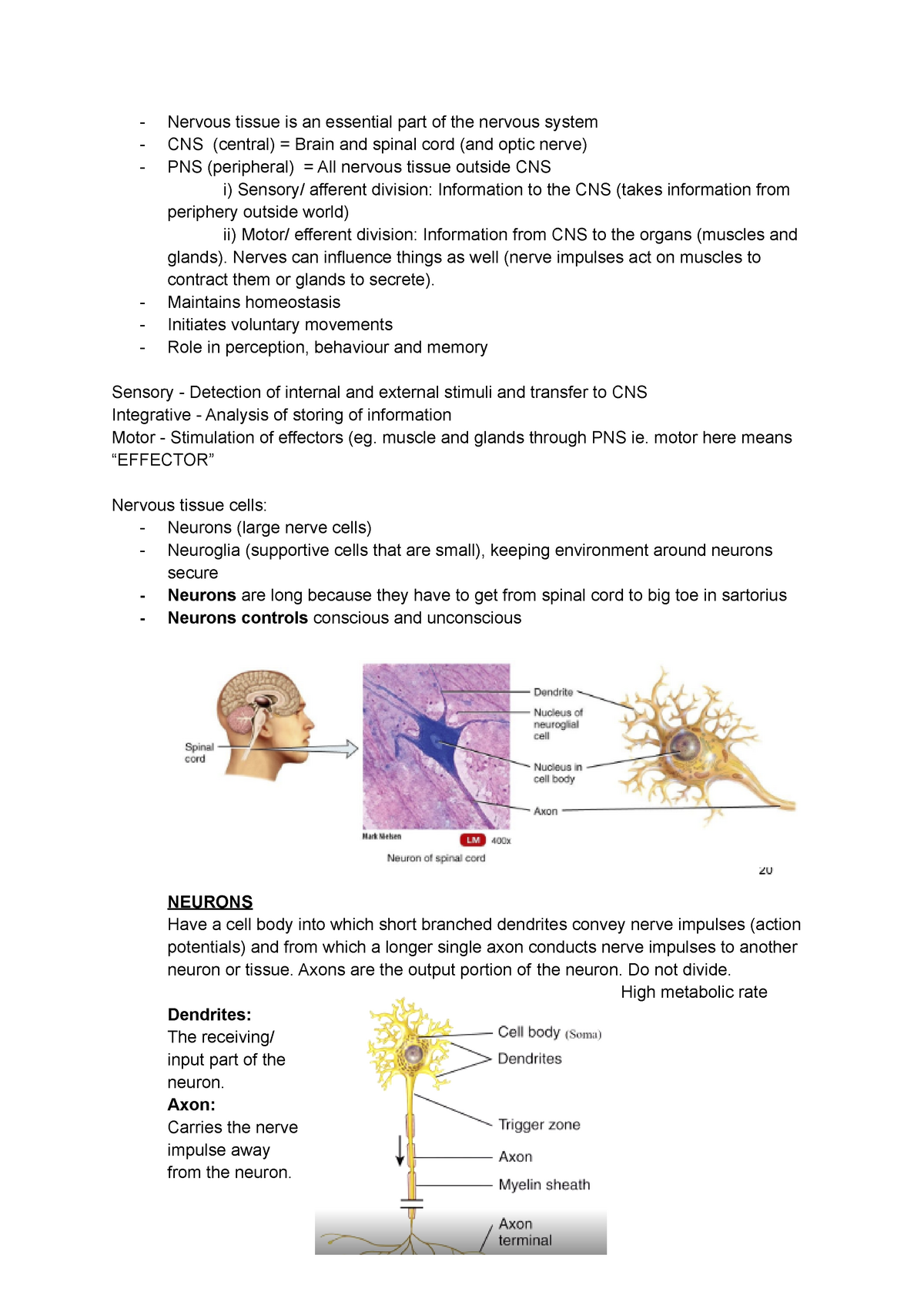 Nervous Tissue - Lecture notes 4 - Nervous tissue is an essential part ...