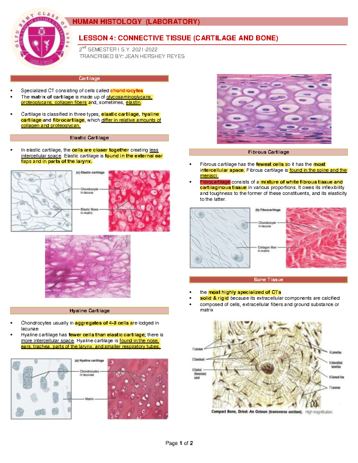 Laboratory 4 Cartilage and Bone - HUMAN HISTOLOGY (LABORATORY) = 2 nd ...