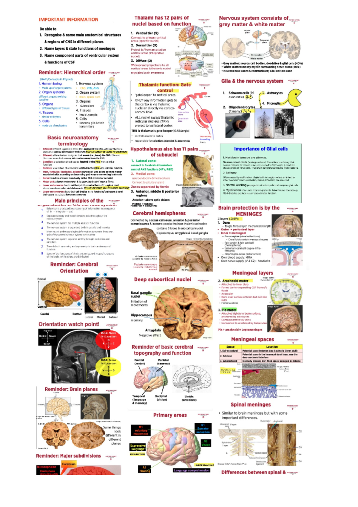 week 1 neuro notes - IMPORTANT INFORMATION Thalami has 12 pairs of ...
