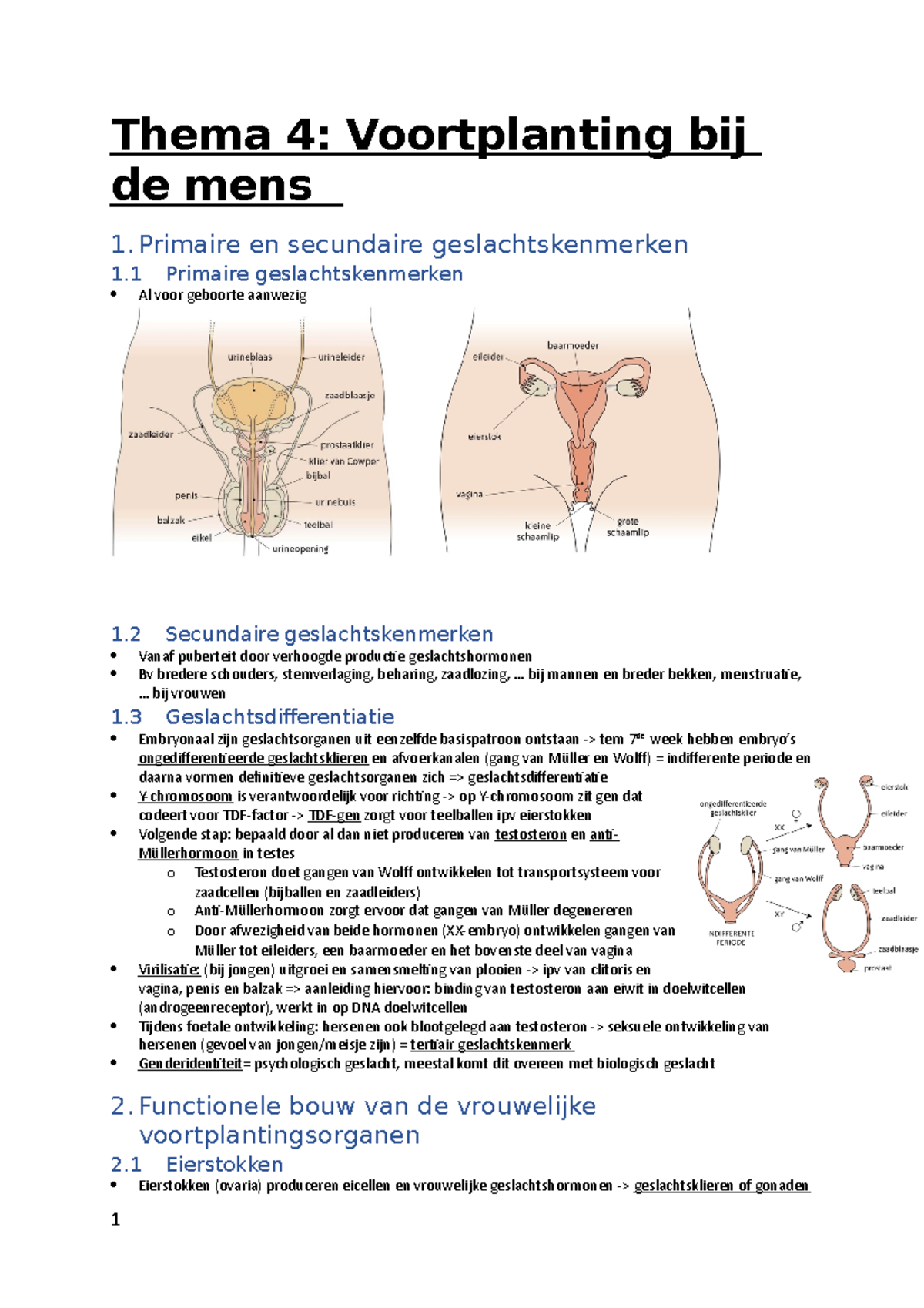 Biologie Thema Thema Voortplanting Bij De Mens Primaire En Secundaire