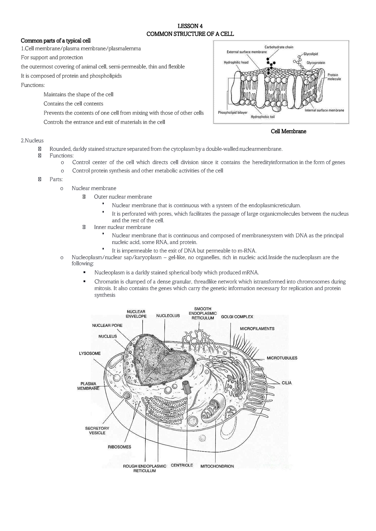 CELL Biology - Lecture - LESSON 4 COMMON STRUCTURE OF A CELL Common ...