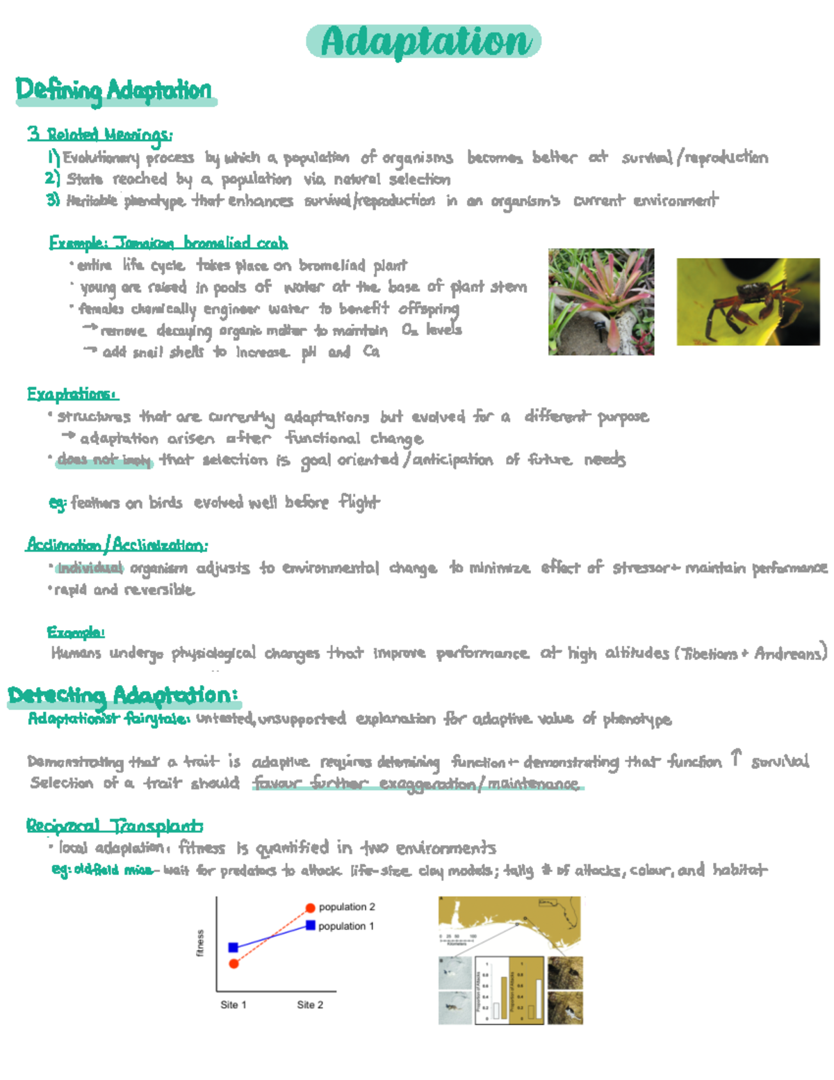 Adaptation - DefiningAdaptation 3 RelatedMeanings 1 ...