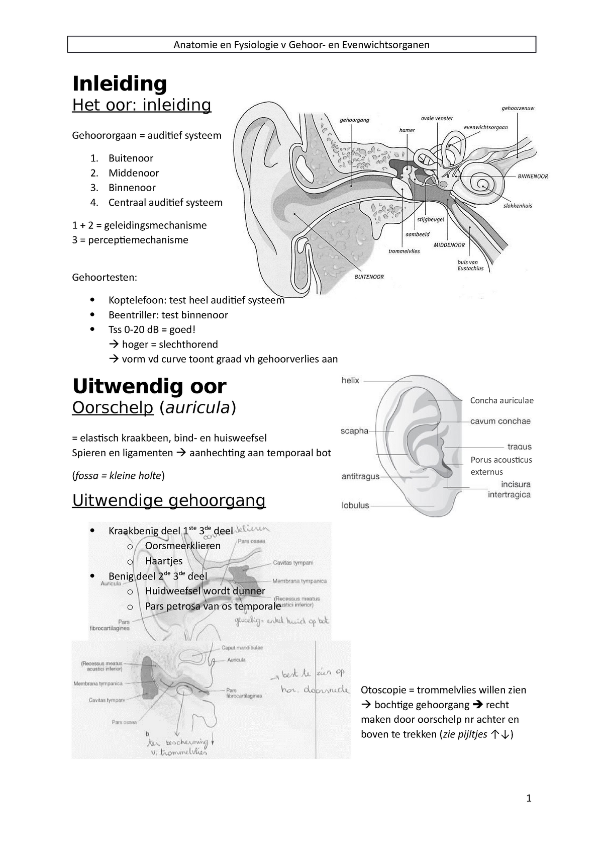 Anatomie - Fysiologie Van Gehoor- En Evenwichtsorganen - Inleiding Het ...