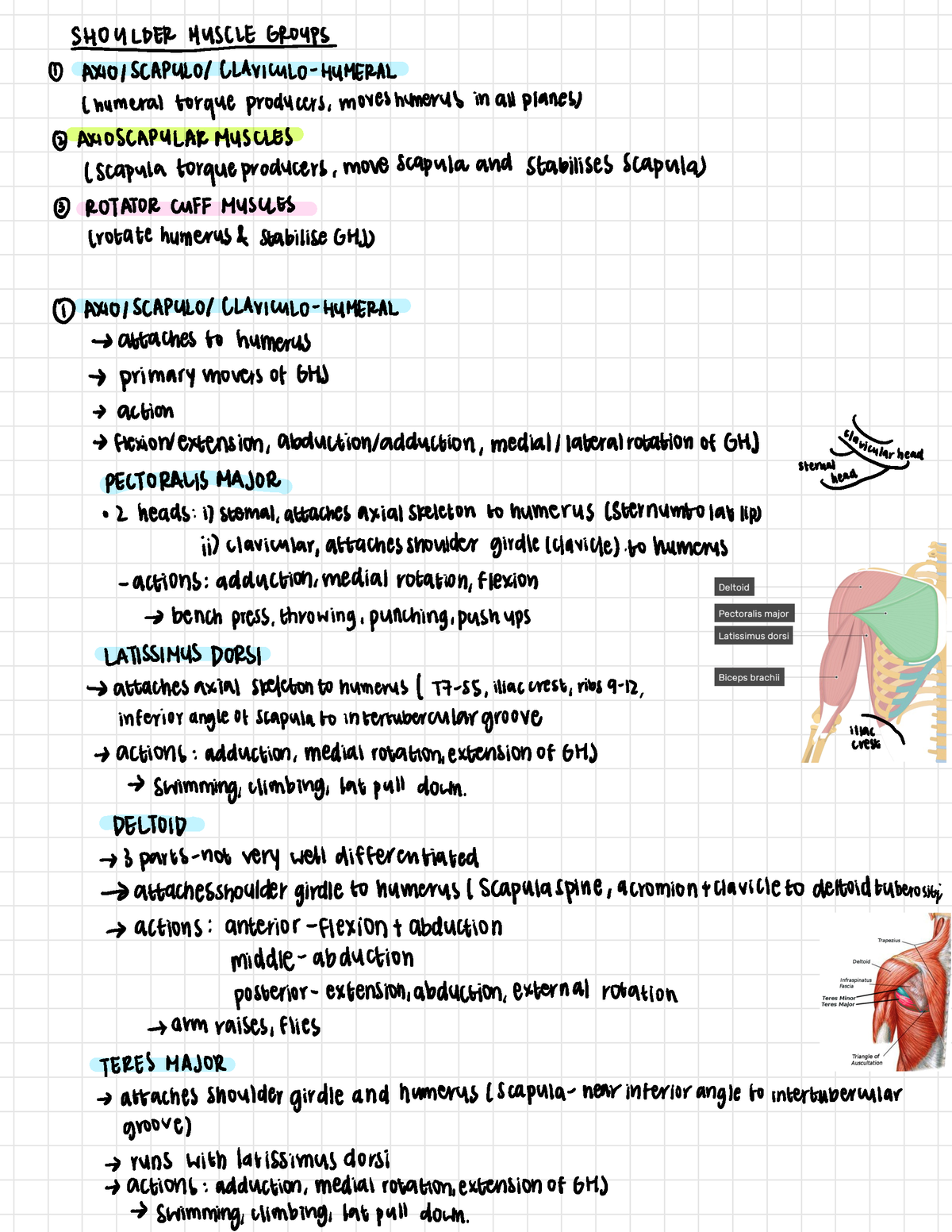 Bios1168 muscles of the shoulder region - SHOULDERMUSCLEGROYPSOAXIOIS ...