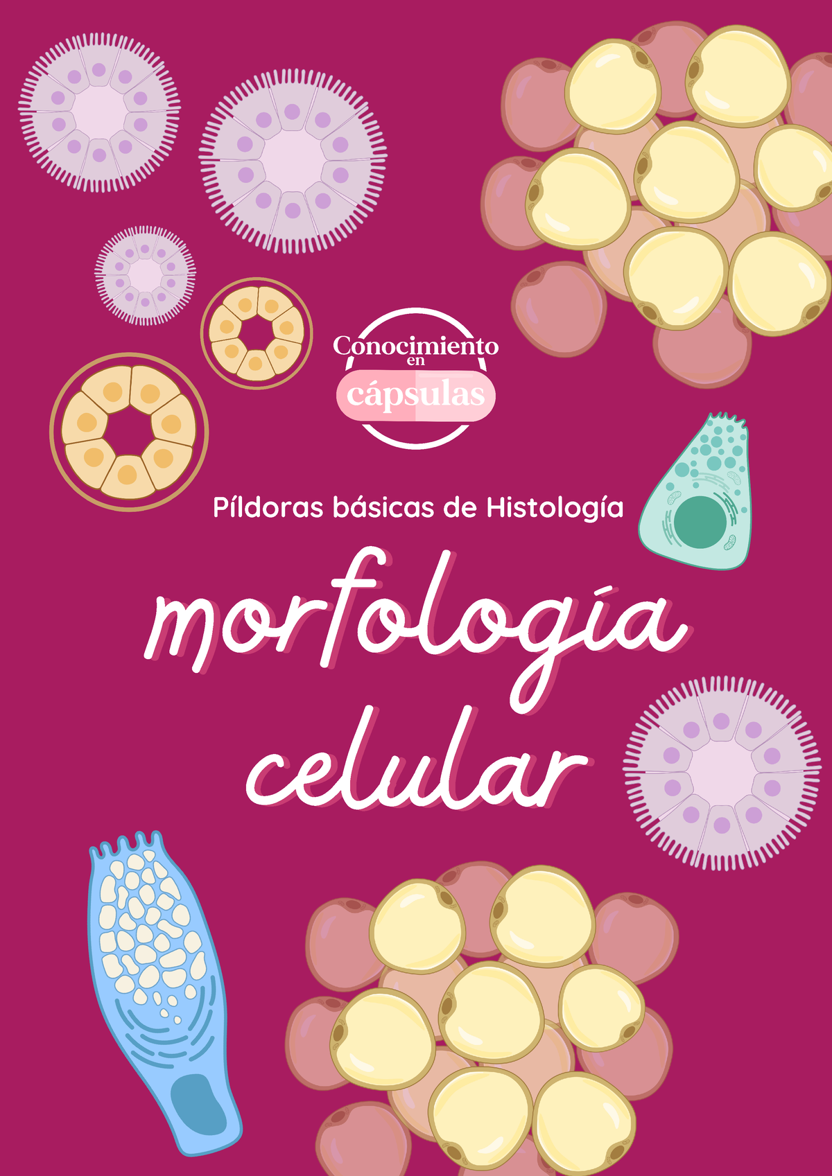 Morfología Celular Morfologíamorfología Celular Celular Píldoras Básicas De Histología 6930