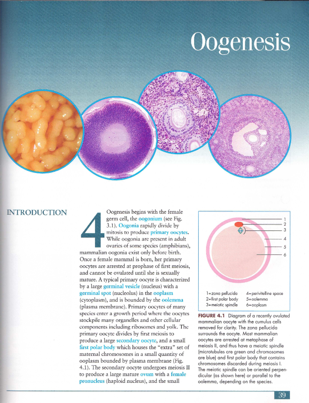 Chapter 4 - Wright - Oogenesis INTRODUCTION Oogenesis begins with the ...