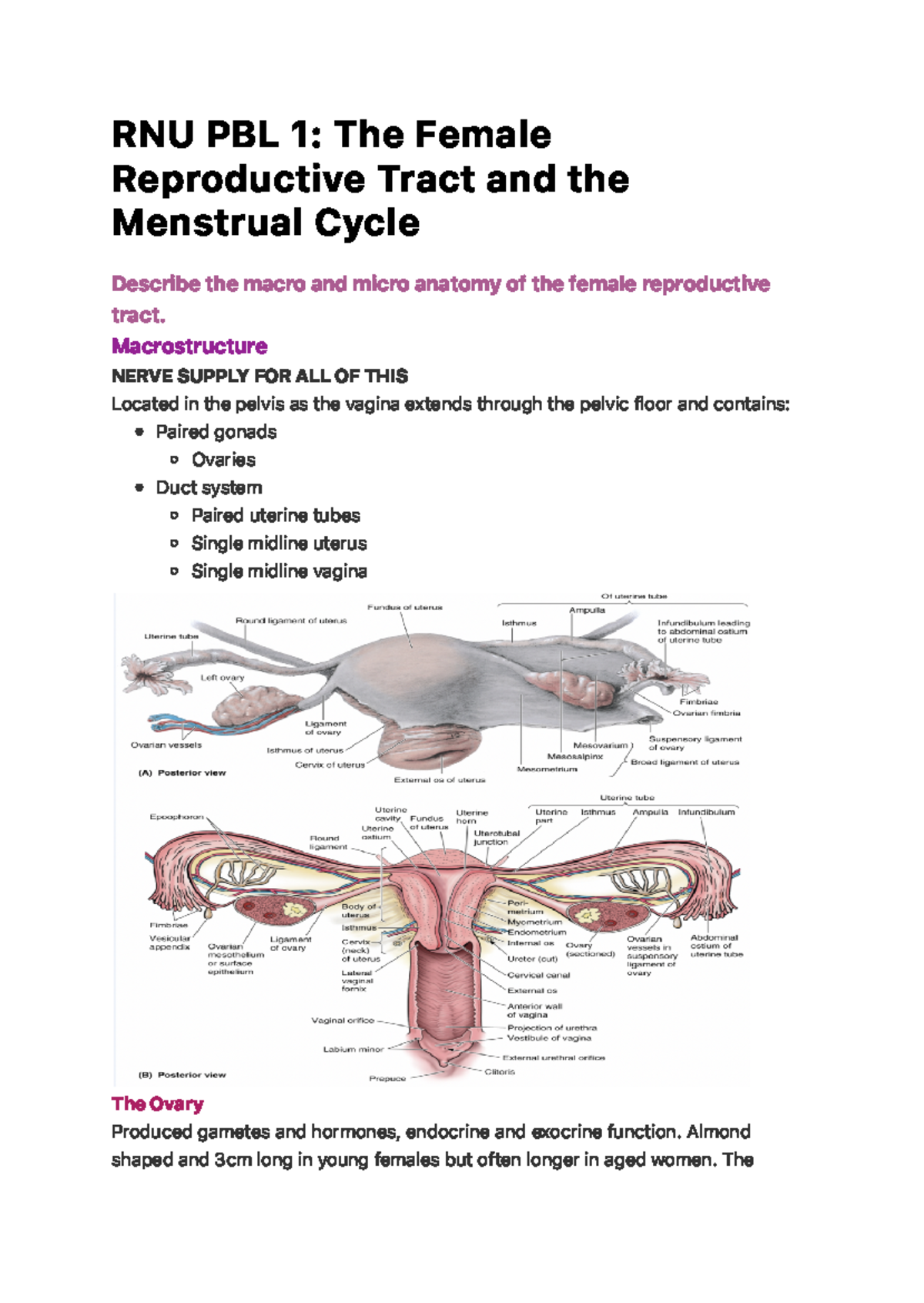 RNU PBL 1 The Female Reproductive Tract and the Menstrual Cycle - R N U ...