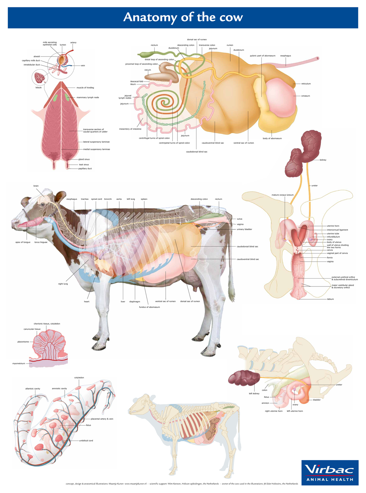 Anatomy of the cow - anatomie van een koe - descending colon transverse ...