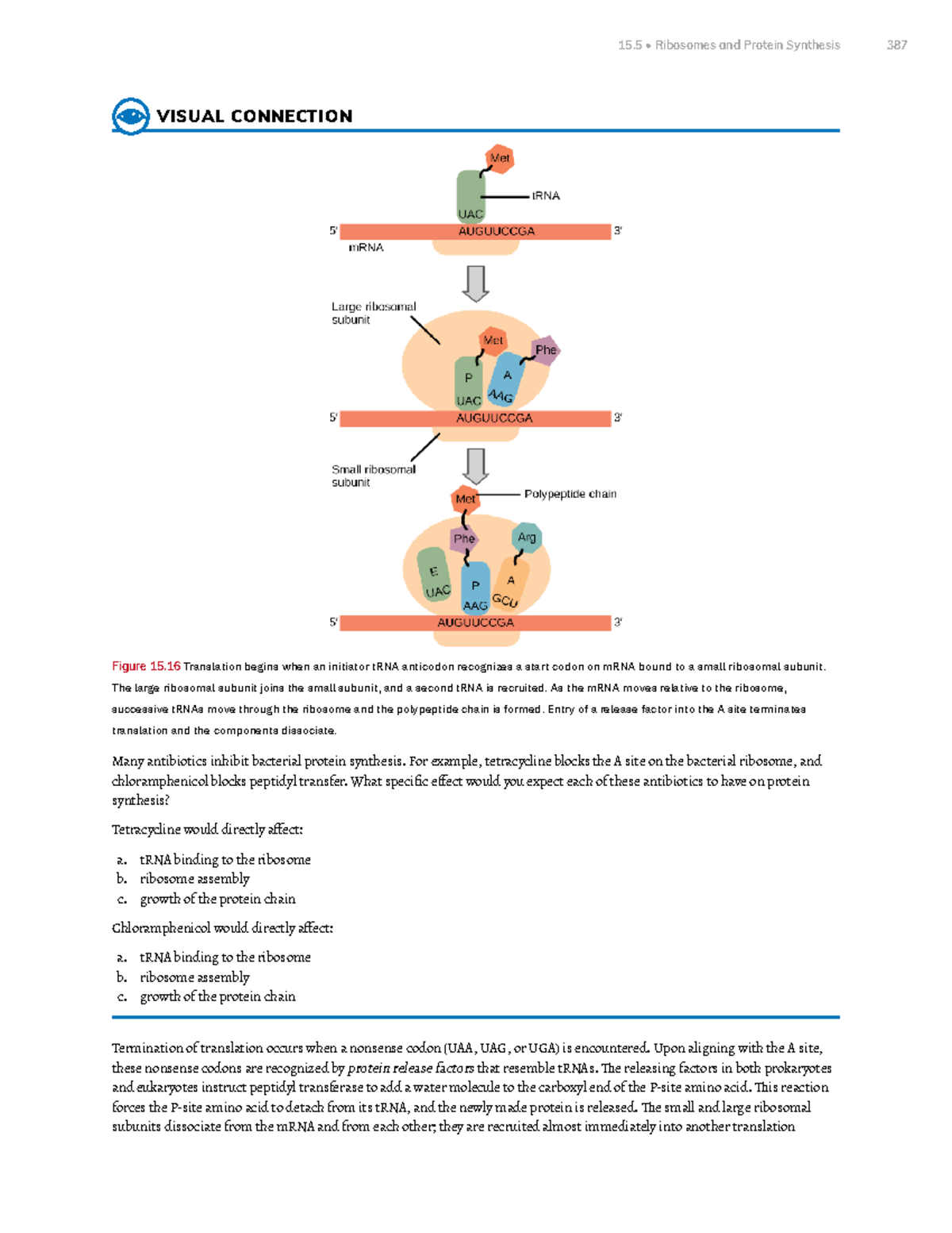 Chapter 15 Genes and Proteins Part 10 - VISUAL CONNECTION Figure 15 ...