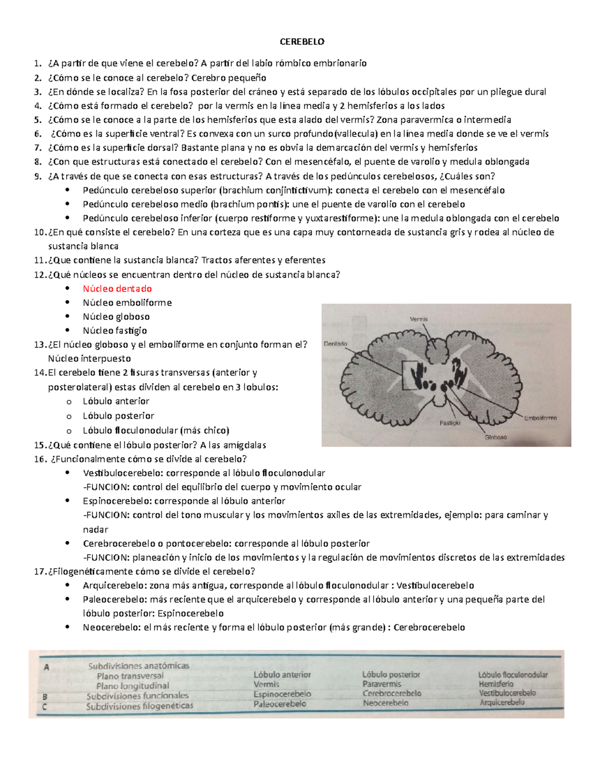 Cerebelo - CEREBELO ¿A partir de que viene el cerebelo? A partir del ...