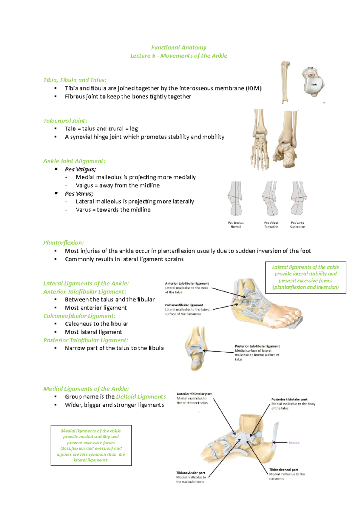 FA Knee Movements Lecture 6 - Functional Anatomy Lecture 6 - Movements ...