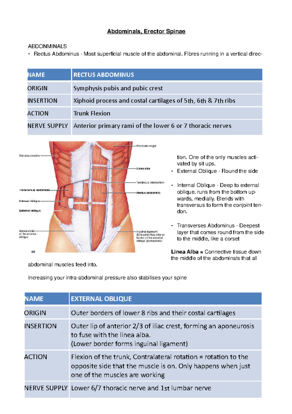 The Spine - Abdominals, Erector Spinae Abdonminals - Rectus Abdominus 