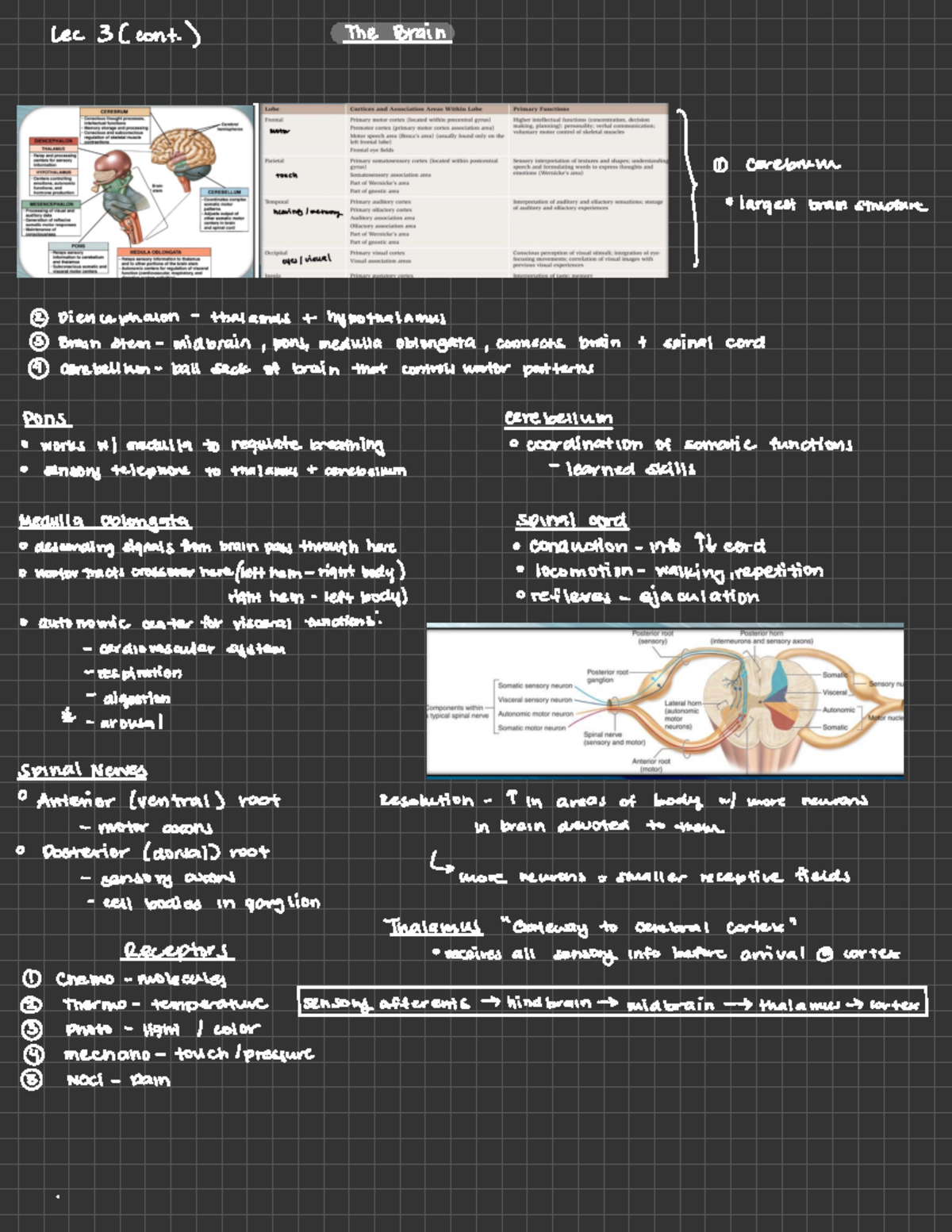 Exam Prep Lecture Notes 1-5 - Lec 3 ( cont ) The Brain ① Cerebrum ...