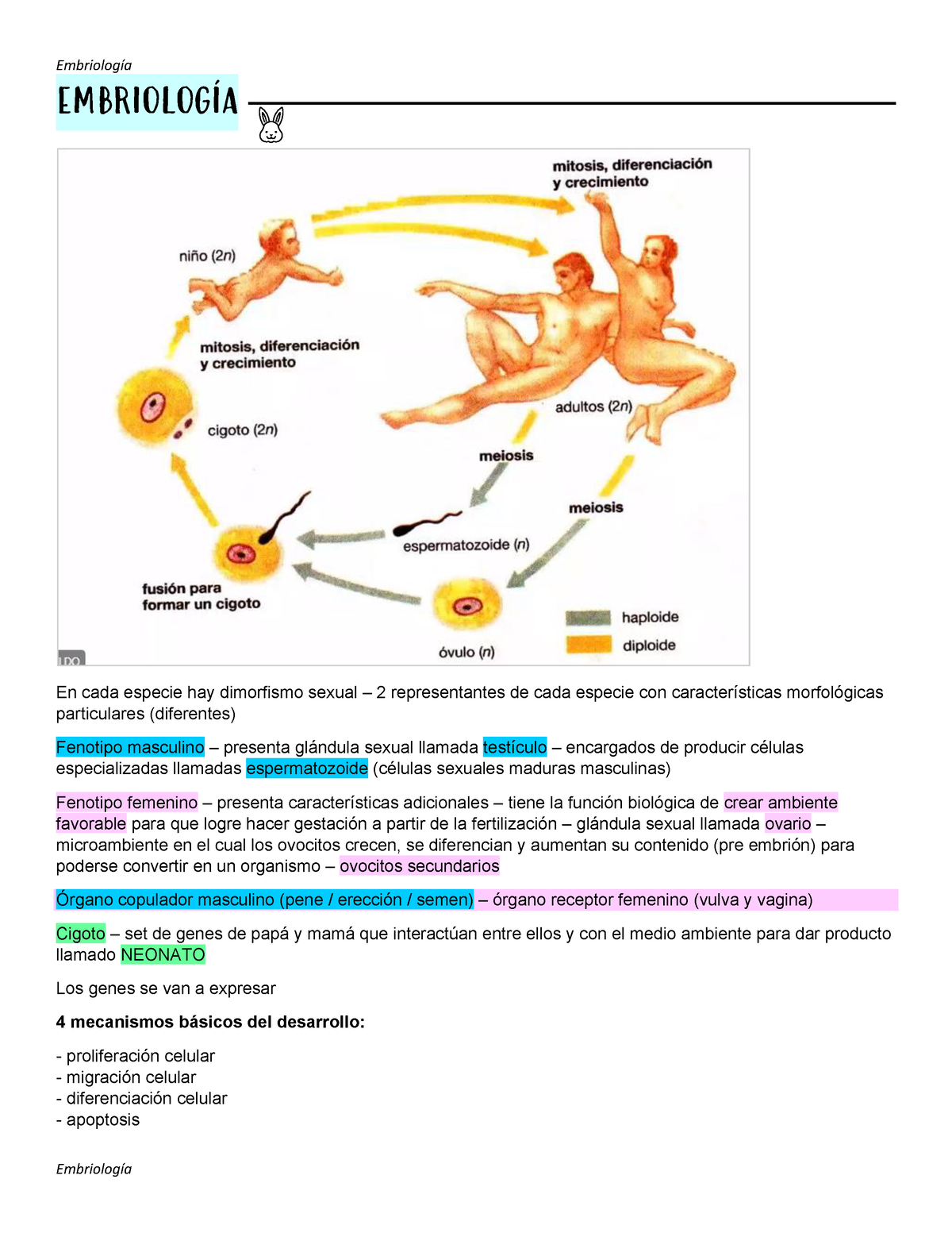 Embriología Sexual Normal Y Anormal EmbriologÍa En Cada Especie Hay Dimorfismo Sexual 2 