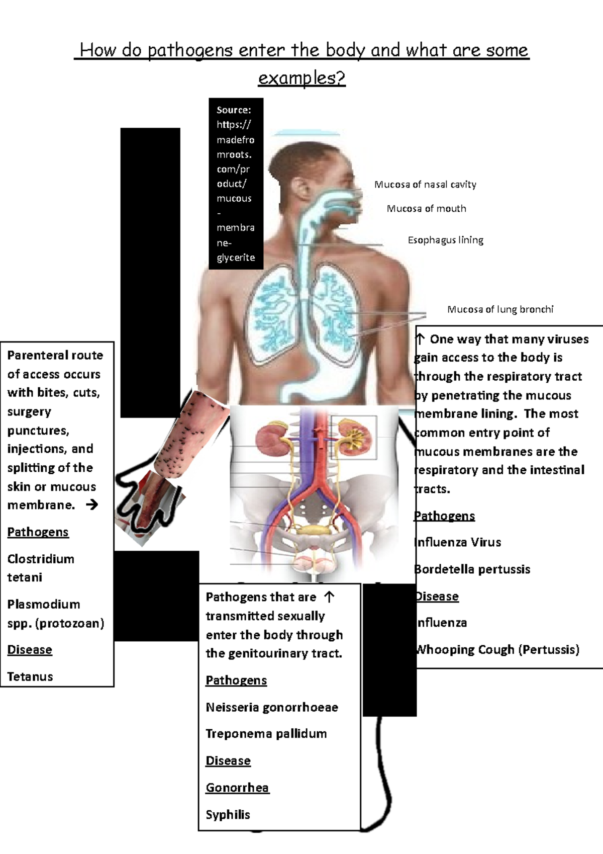 Portal of Entry person worksheet - How do pathogens enter the body and ...