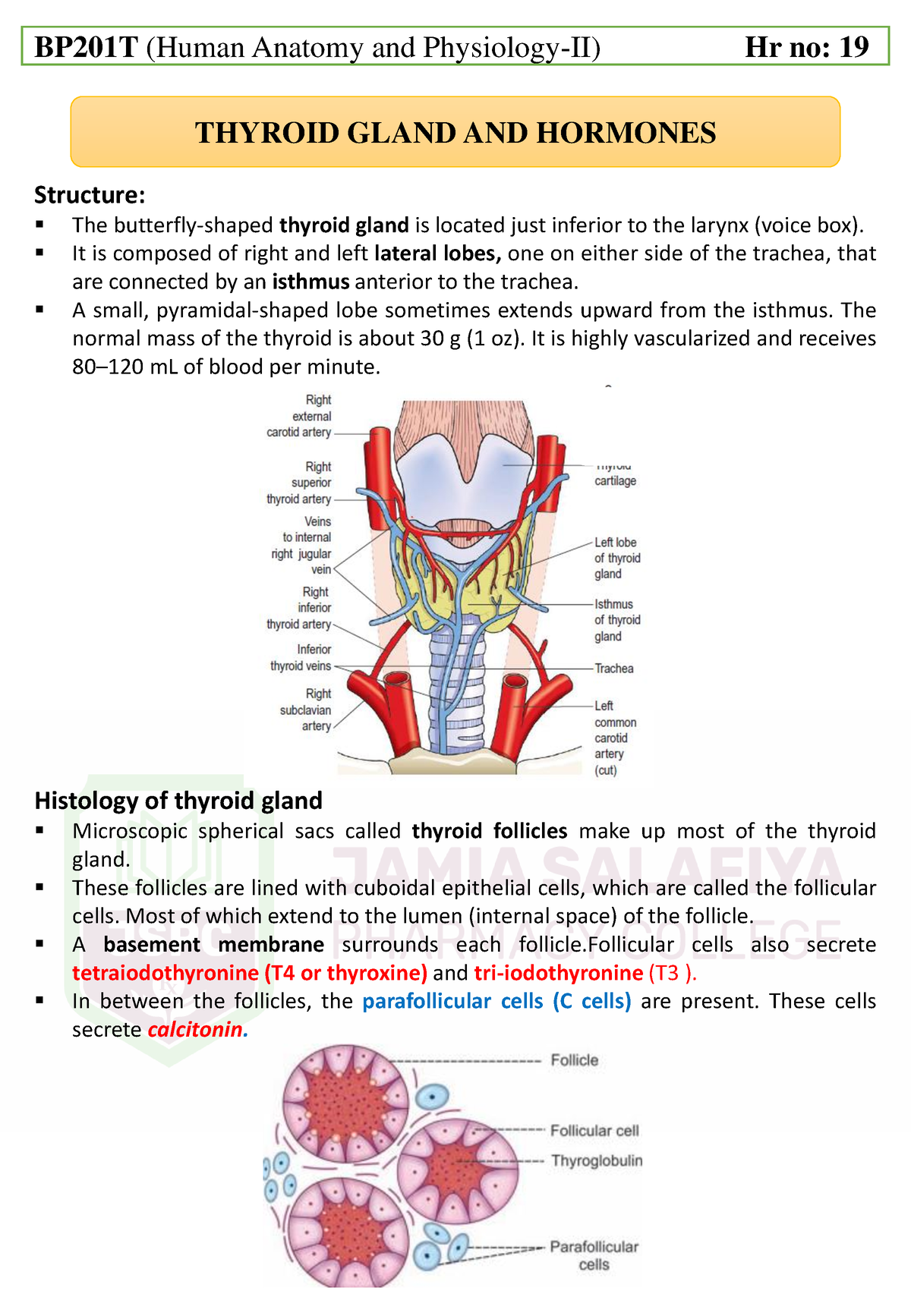 thyroid-gland-endocrine-system-thyroid-gland-and-hormones-structure