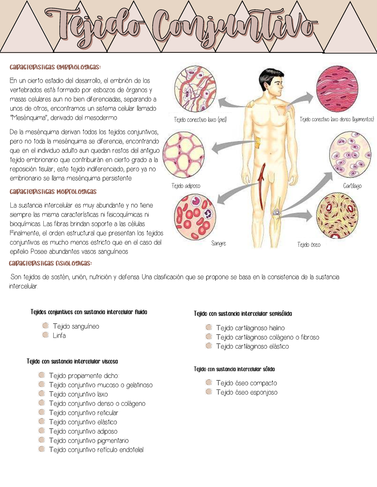 Clasificación Y Caracteristicas Del Tejido Conjuntivo Tejido Conectivo Laxo Denso Ligamentos 7218