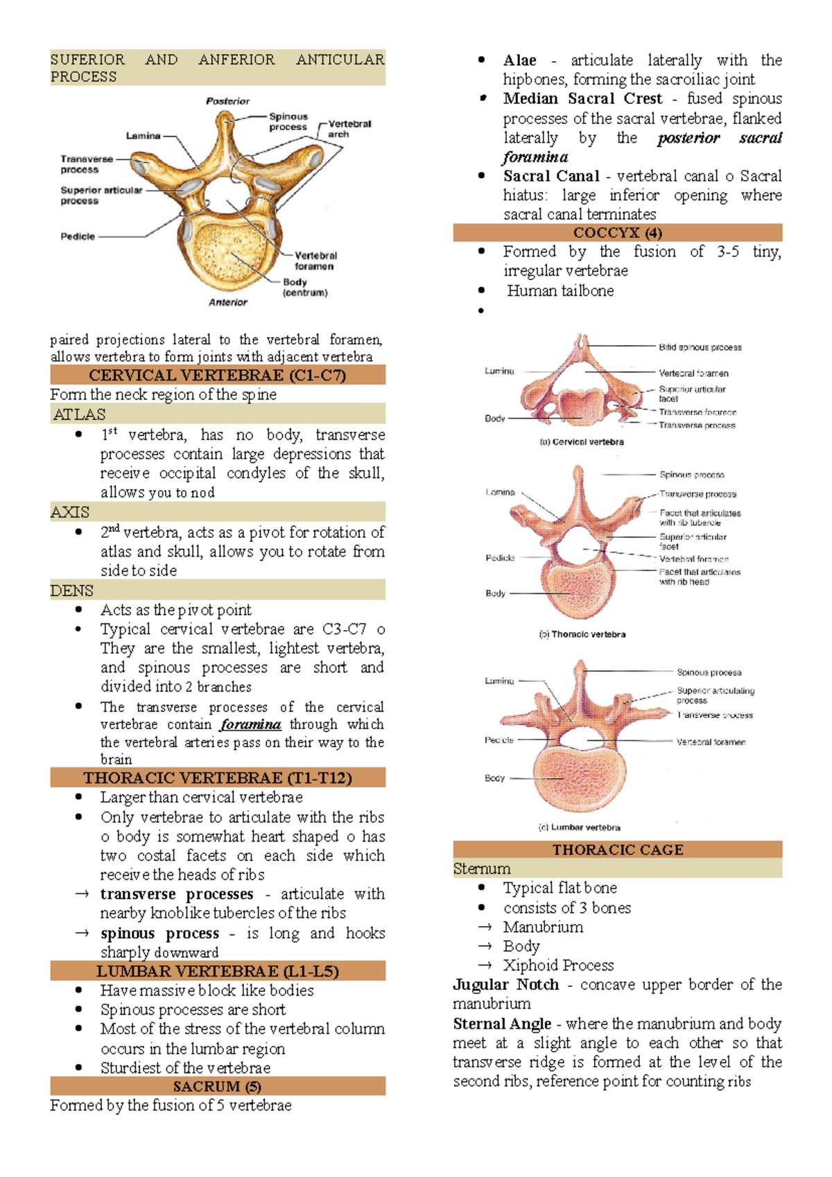 Skeletal System - SUFERIOR AND ANFERIOR ANTICULAR PROCESS paired ...