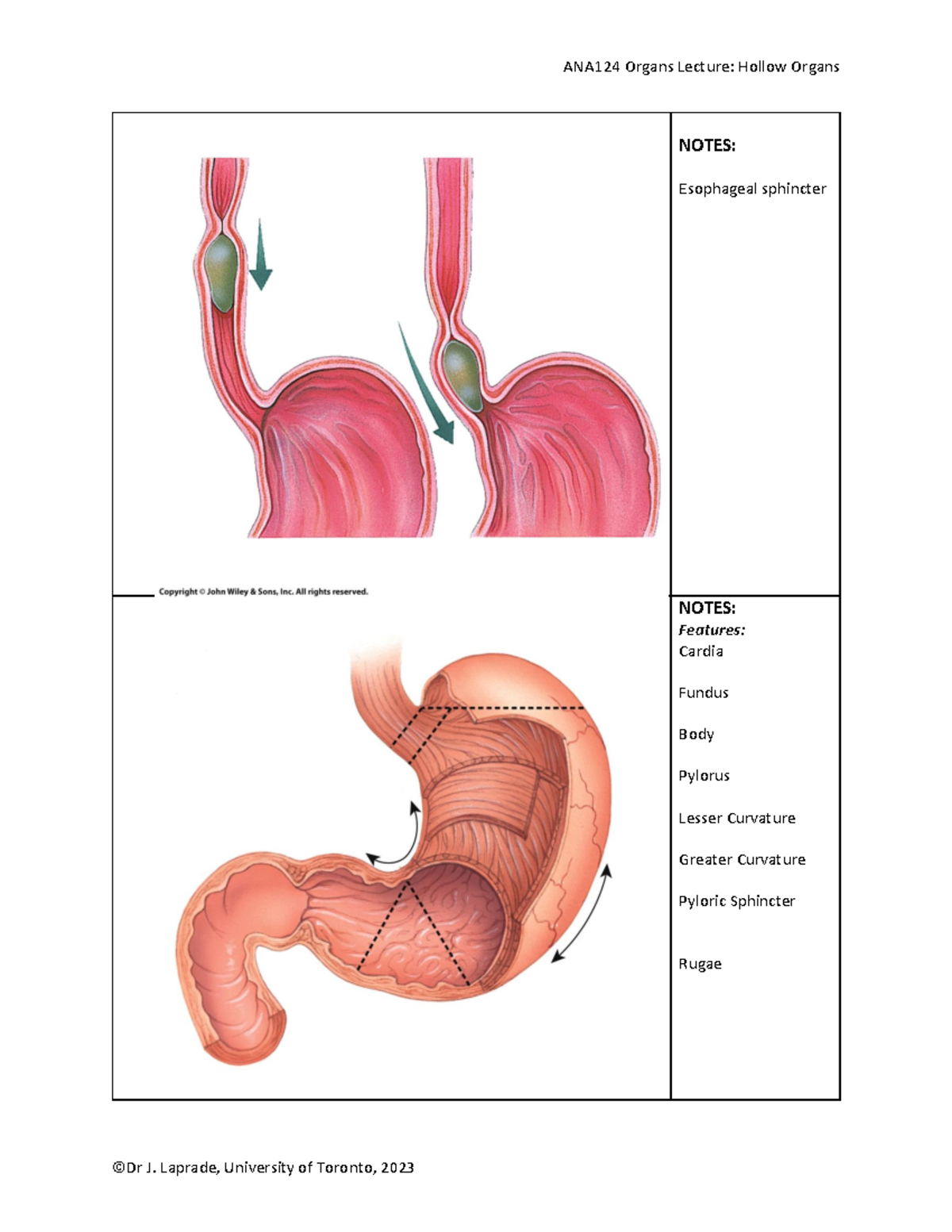 Hollow Organs 2023 ANA12 4 Organs Lecture Hollow Organs ©Dr J