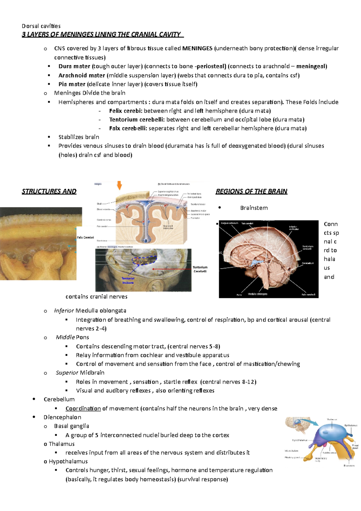 Dorsal cavity (brain and spine) - 3 LAYERS OF MENINGES LINING THE ...