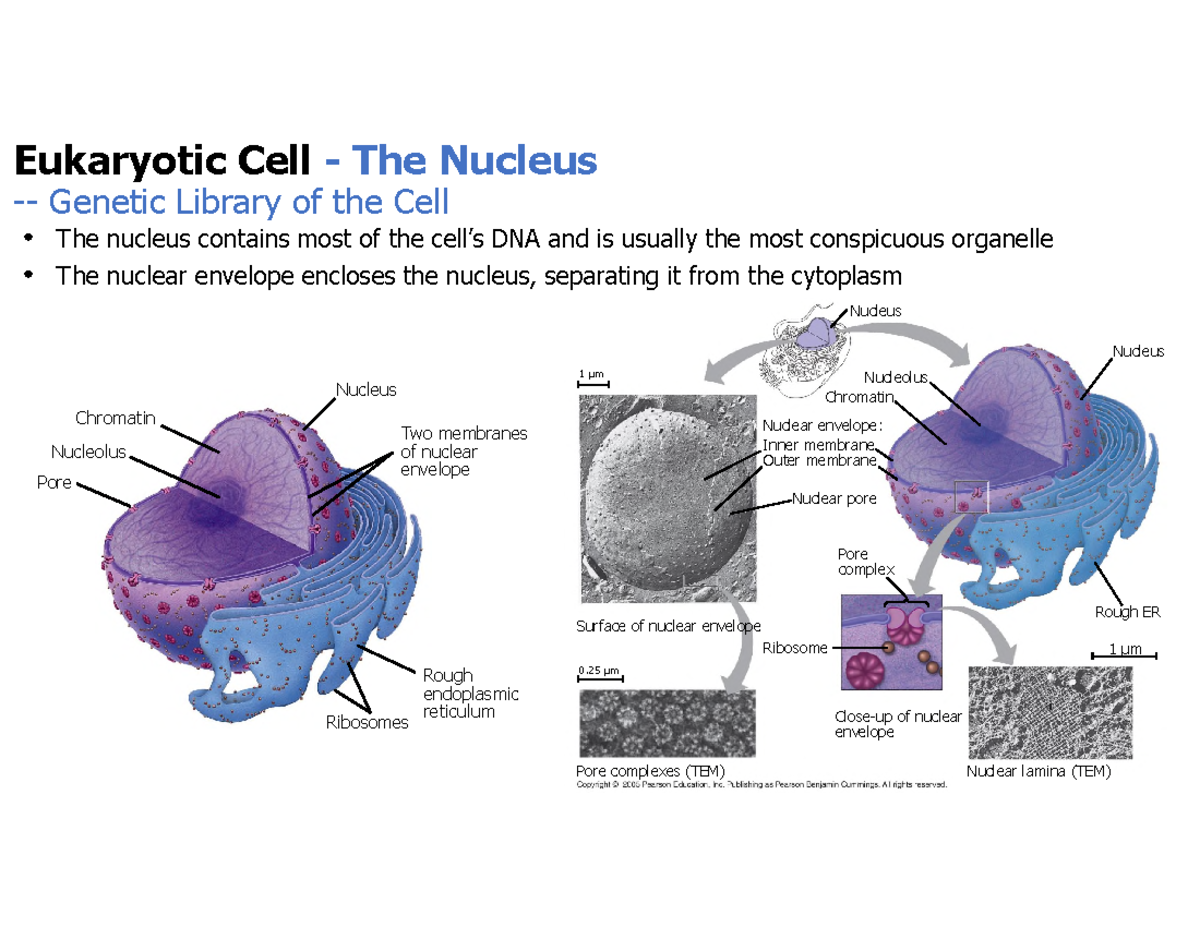 Lecture 2b Cell Structure and Function - The nucleus contains most of ...