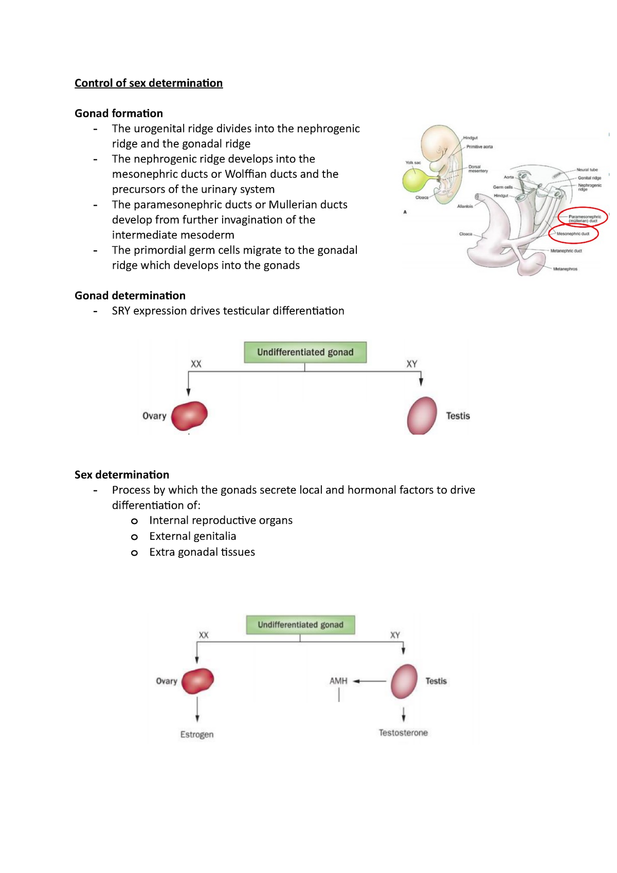 Human Development W1 Control Of Sex Determination Control Of Sex Determination Gonad Formation 1800