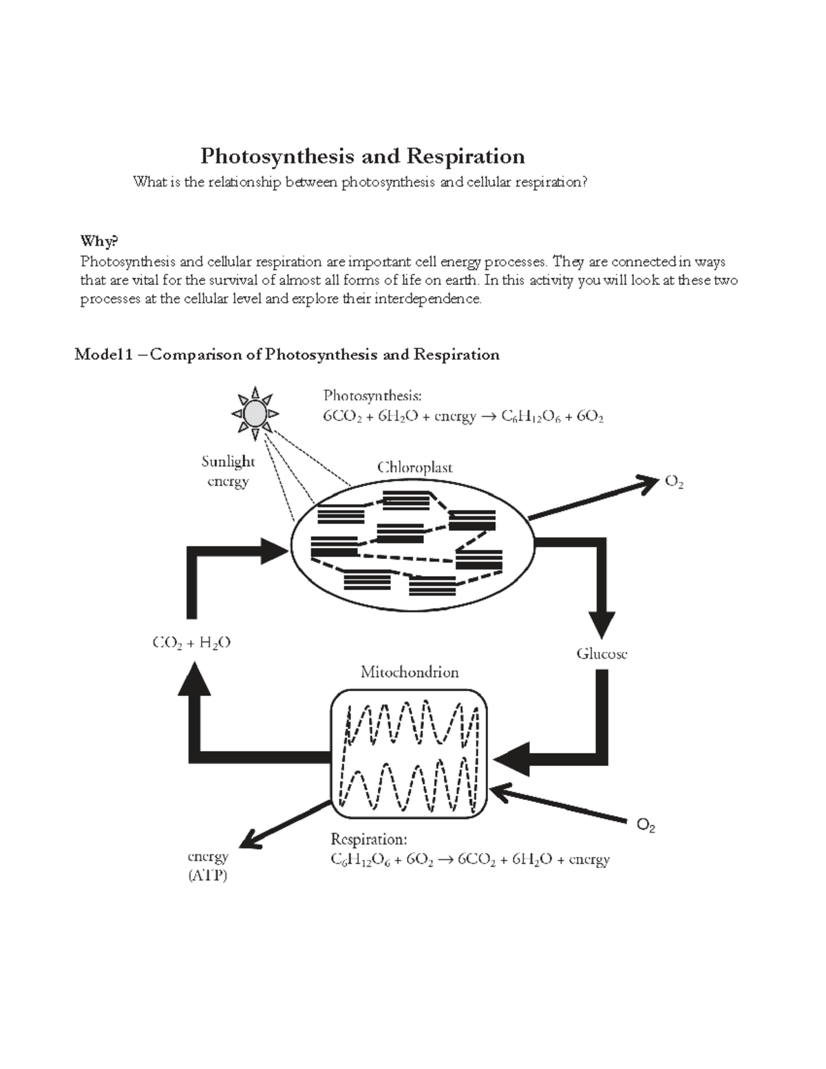 Photosynthesis and Respiration Pogil - Photosynthesis and Respiration ...