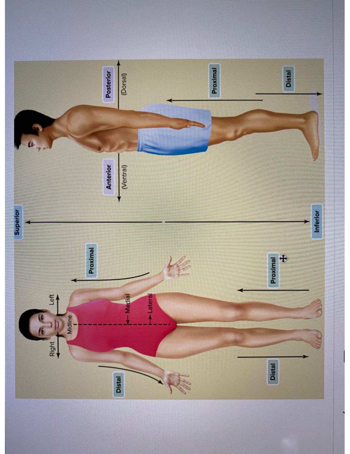IMG 2899 - Images for memorizing figures. - HTHS 1111 - Superior Right ...