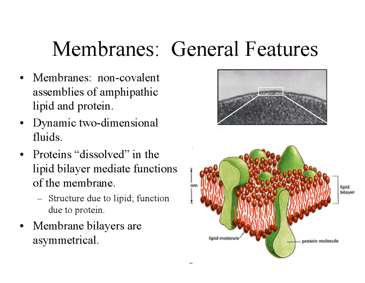 Membranes Protein Types - Membranes: General Features • Membranes: Non ...