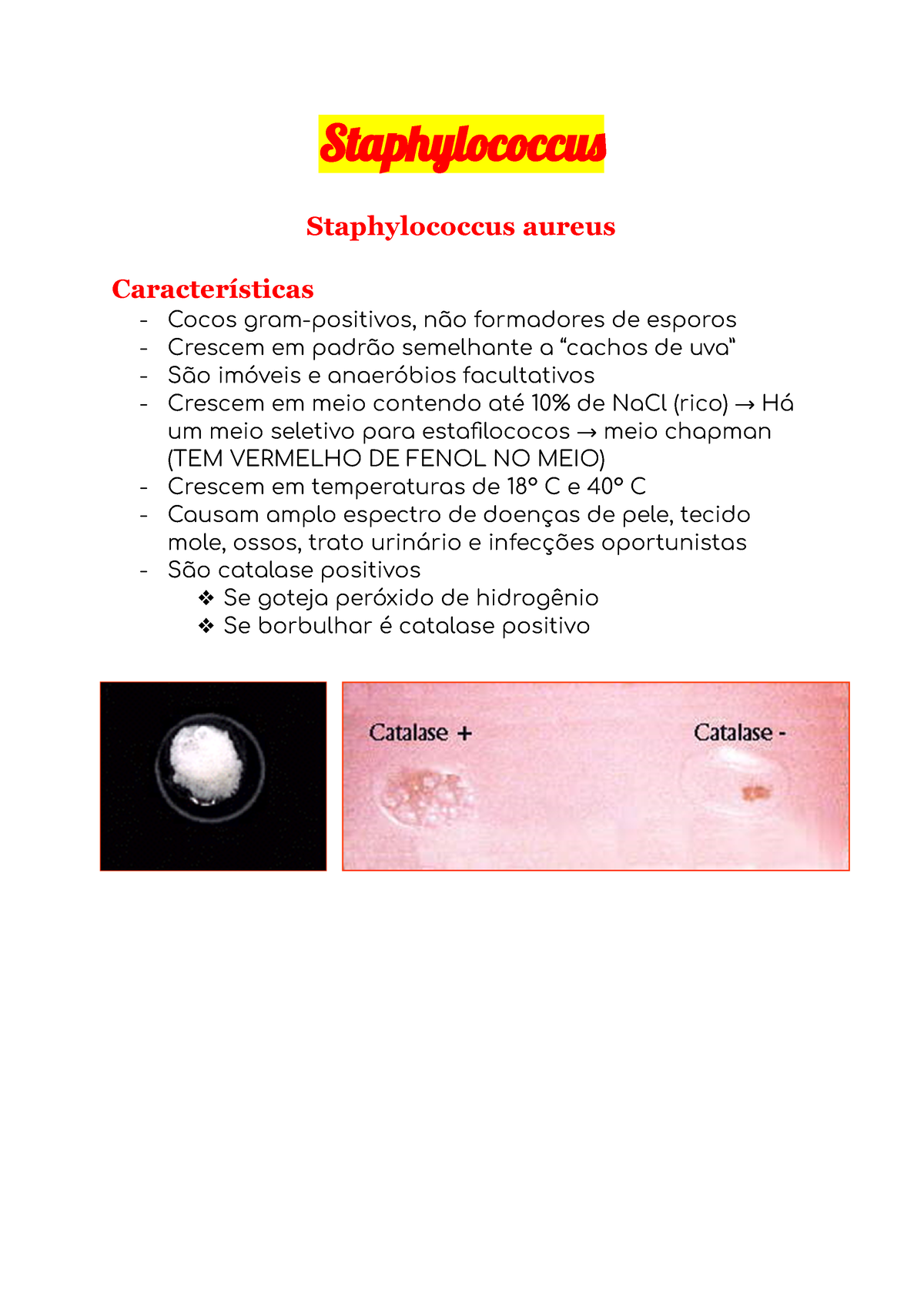 Staphylococcus Principais Características Morfologia E Fisiologia