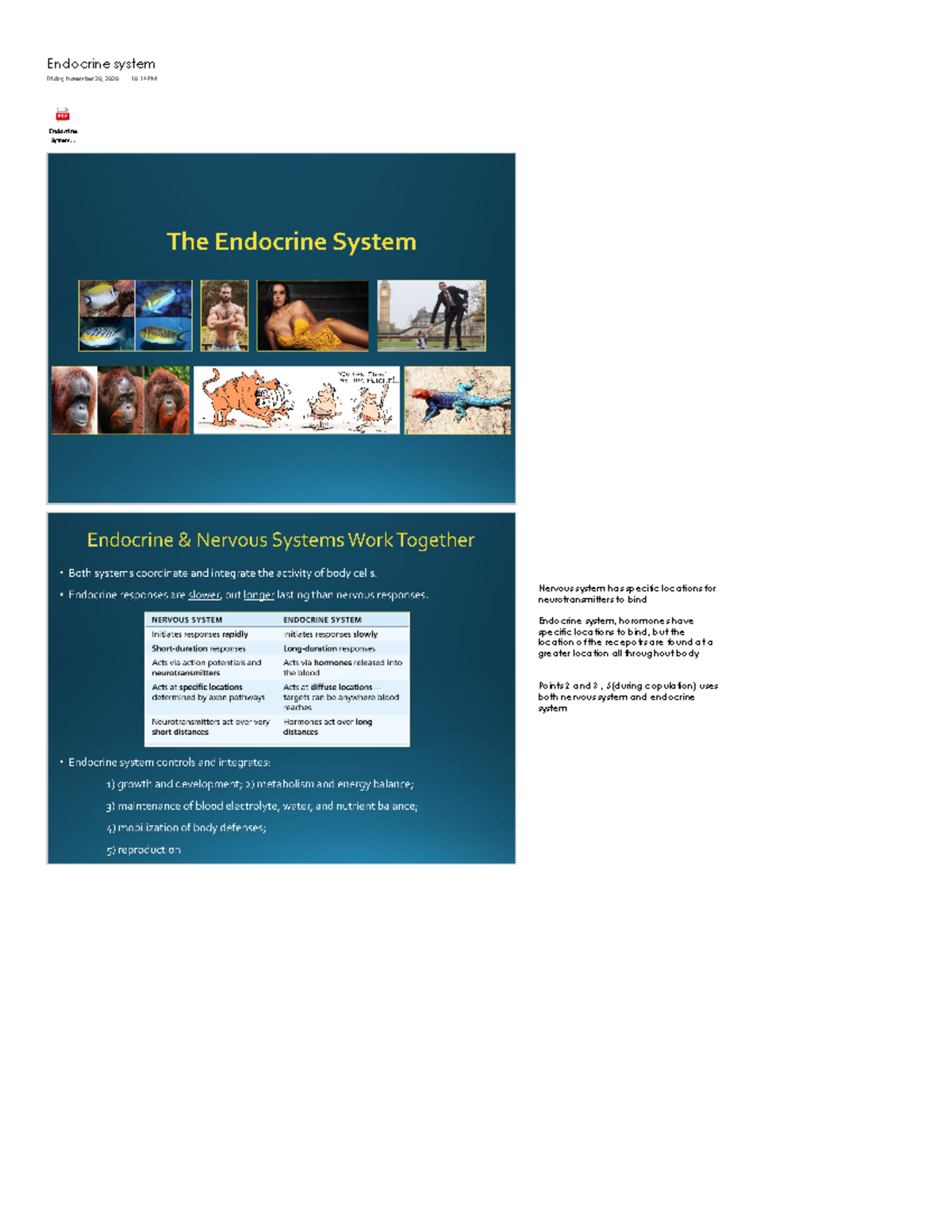 Endocrine System - These are my lecture notes for Dr. Nicholas Pollock ...