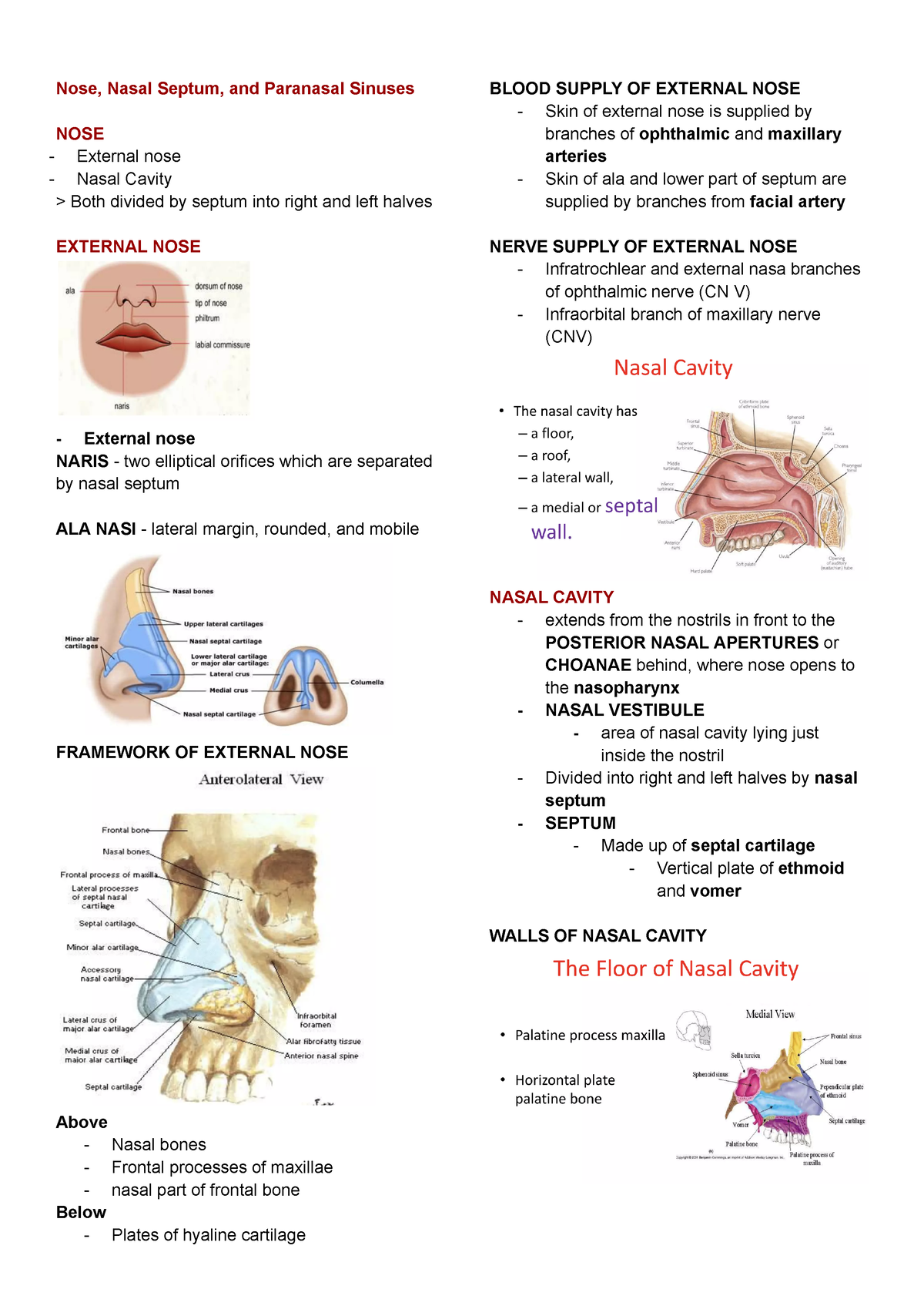 Nasal Cavity and paranasal sinuses - Nose, Nasal Septum, and Paranasal ...