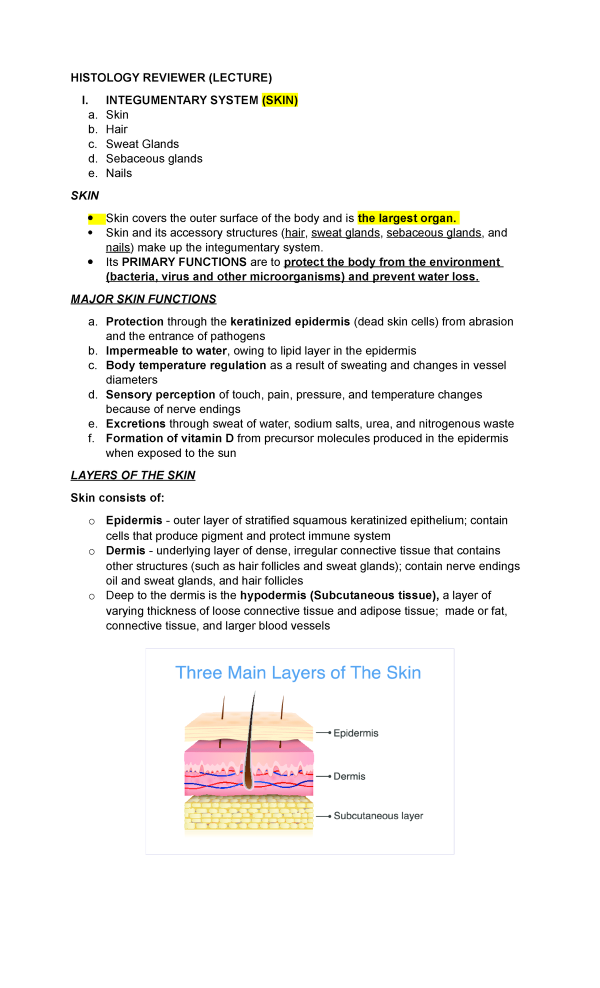 Histology Integumentary System - HISTOLOGY REVIEWER (LECTURE) I ...