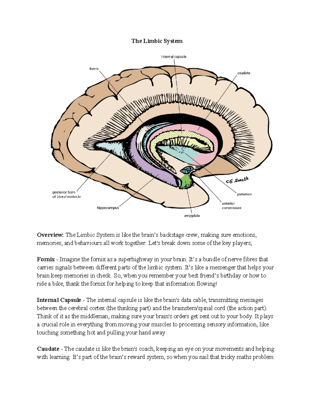 The Limbic System - Let's break down some of the key players; Fornix ...