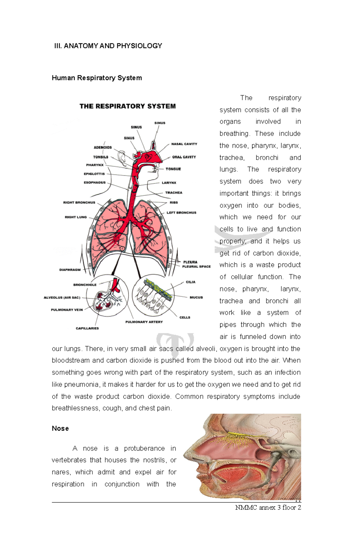 Human resp anatomy - III. ANATOMY AND PHYSIOLOGY Human Respiratory ...