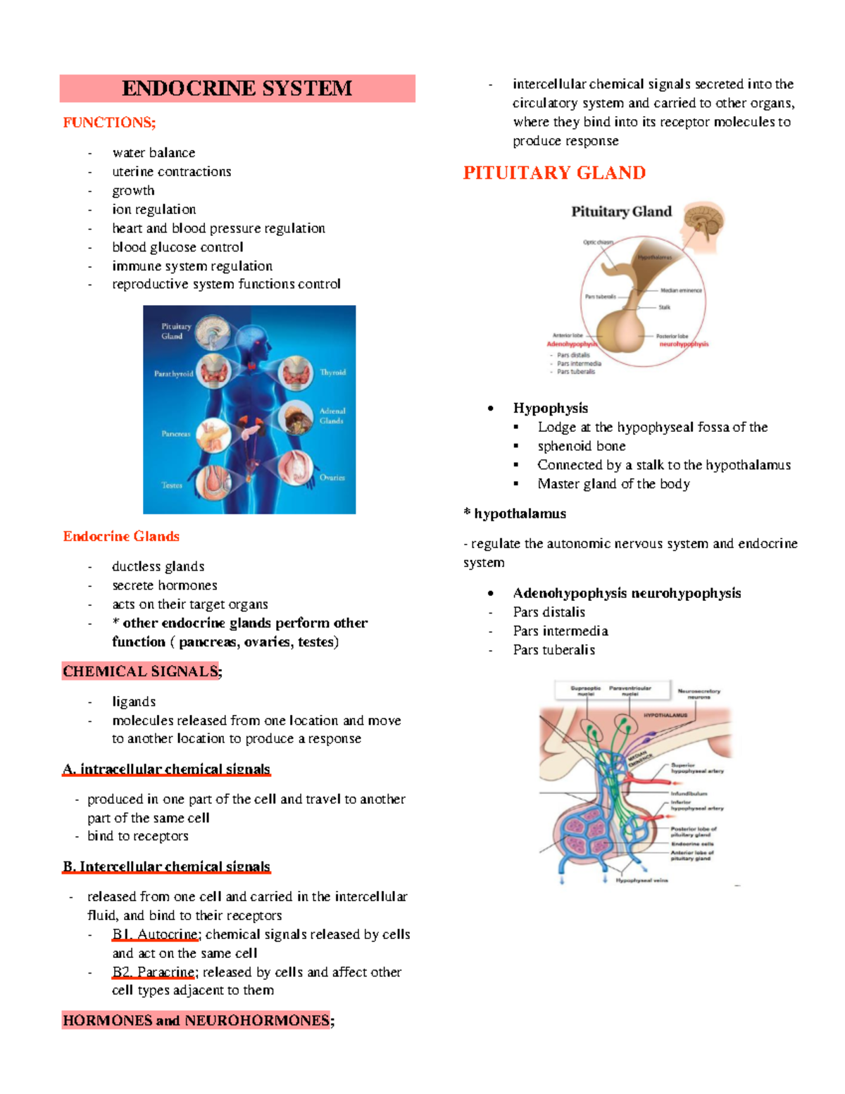 Anatomy and Physiology-Endocrine System Reviewer - ENDOCRINE SYSTEM ...