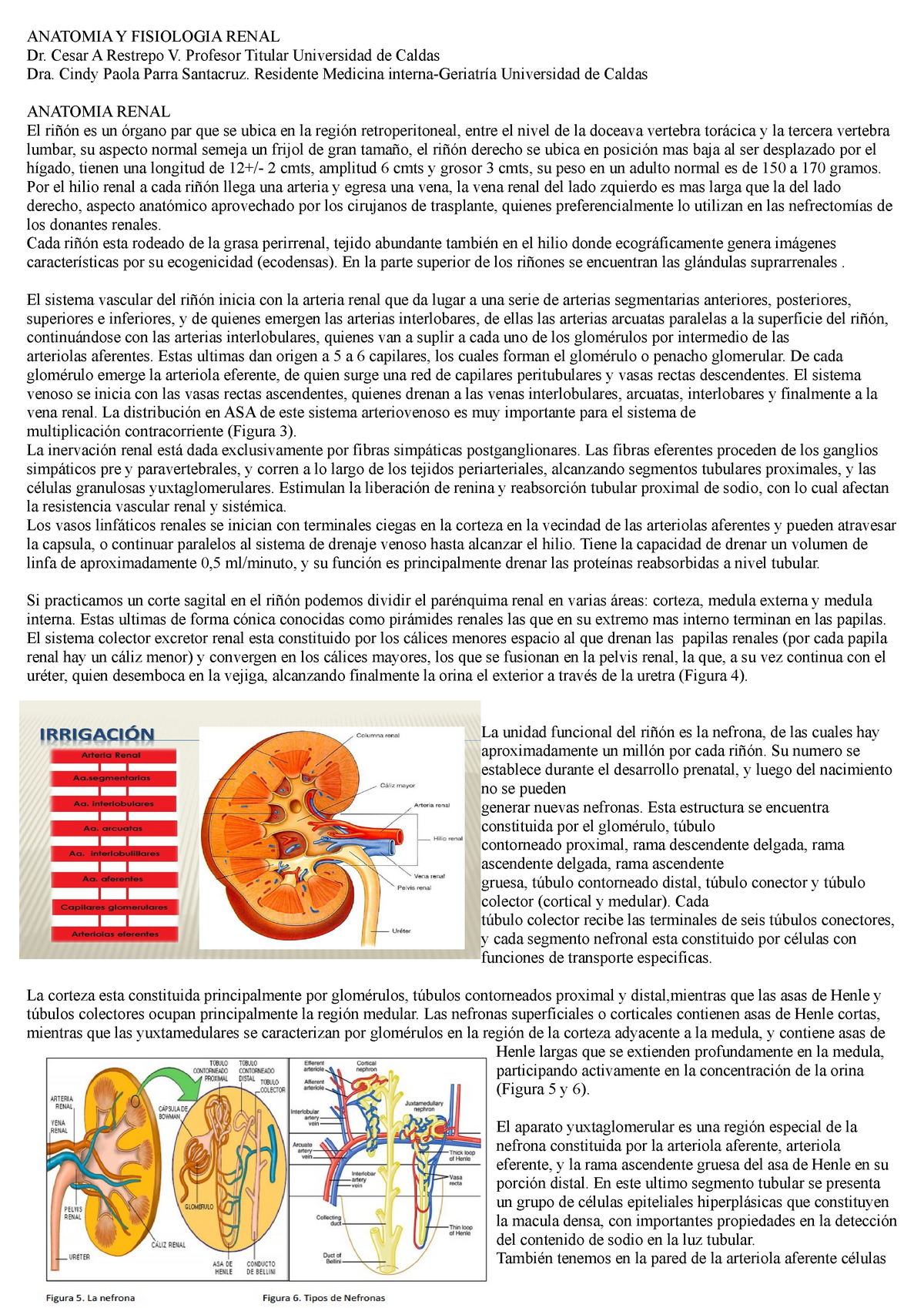 fisiologia renal