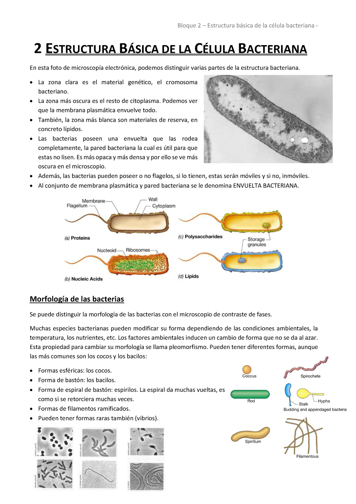 Bloque 2 - Estructura Básica De Las Bacterias - 2 ESTRUCTURA B¡SICA DE ...