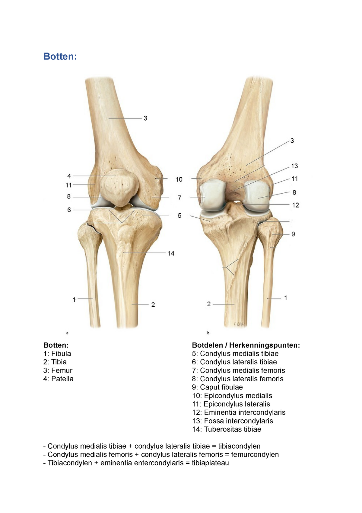 Knie - In dit document worden de botten  bot delen, gewrichten en  ligamenten in de - Botten: - Studeersnel