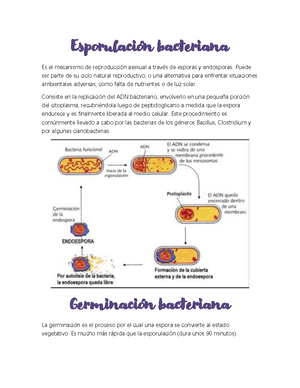 formación de endosporas en bacterias