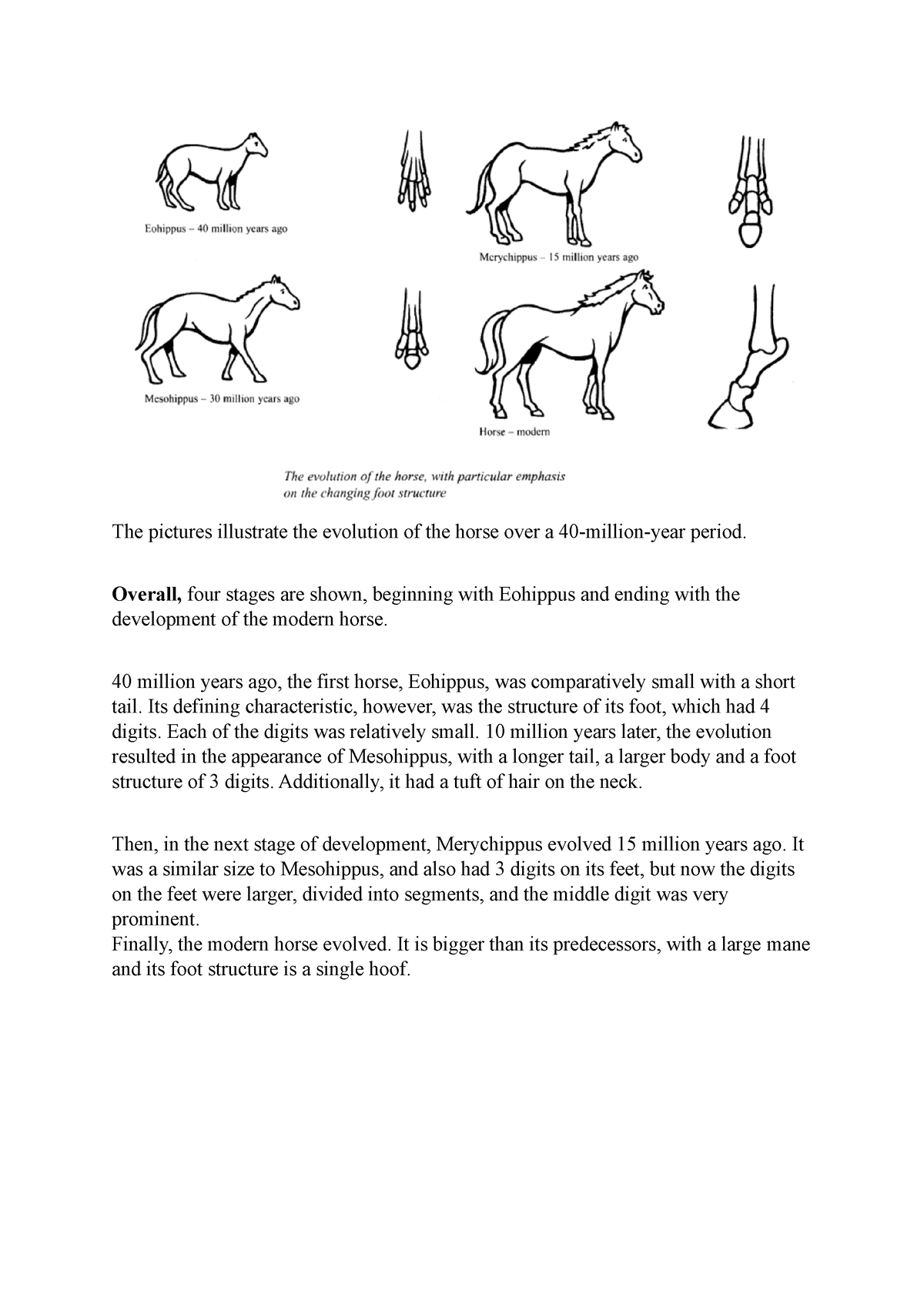 process-evolution-of-horse-the-pictures-illustrate-the-evolution-of