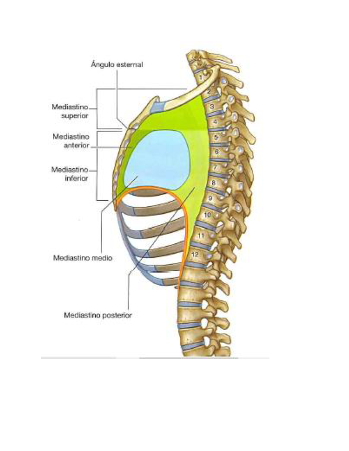 Cardiaco Portafolio - Dibujos De La Anatomía Del Corazón Donde Se ...