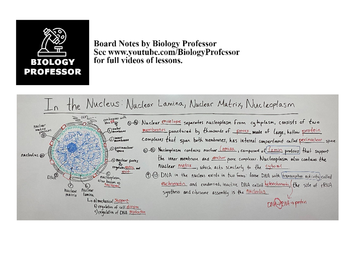 Board Notes - Nucleus- Nuclear Lamina, Nuclear Matrix, and Nucleoplasm ...